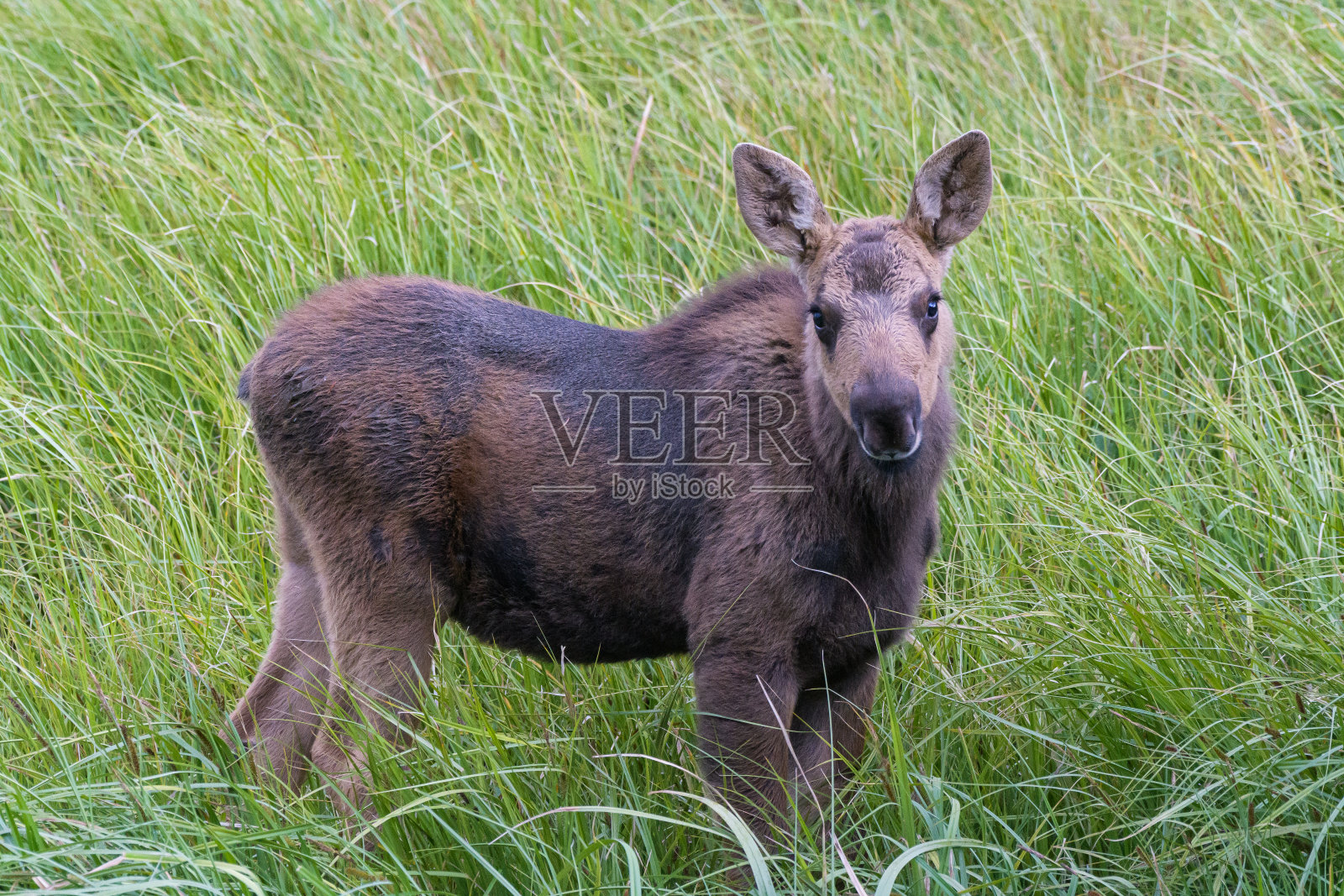 科罗拉多落基山脉的驼鹿。高草中的麋鹿幼崽照片摄影图片