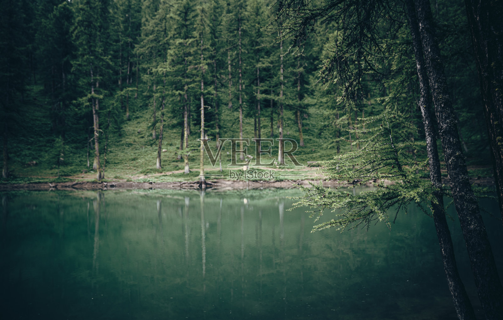 清晨，森林深处的湖上照片摄影图片