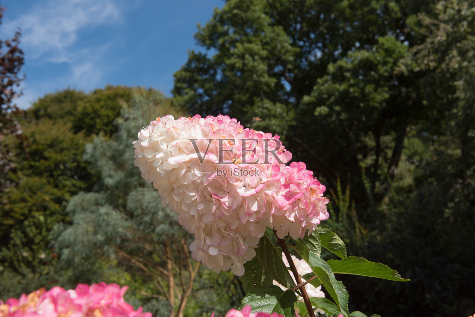 绣球花灌木(绣球花属paniculata Vanille fraf 'Rehny')的粉红色花头在乡下德文郡的乡村别墅花园，英国，英格兰照片摄影图片