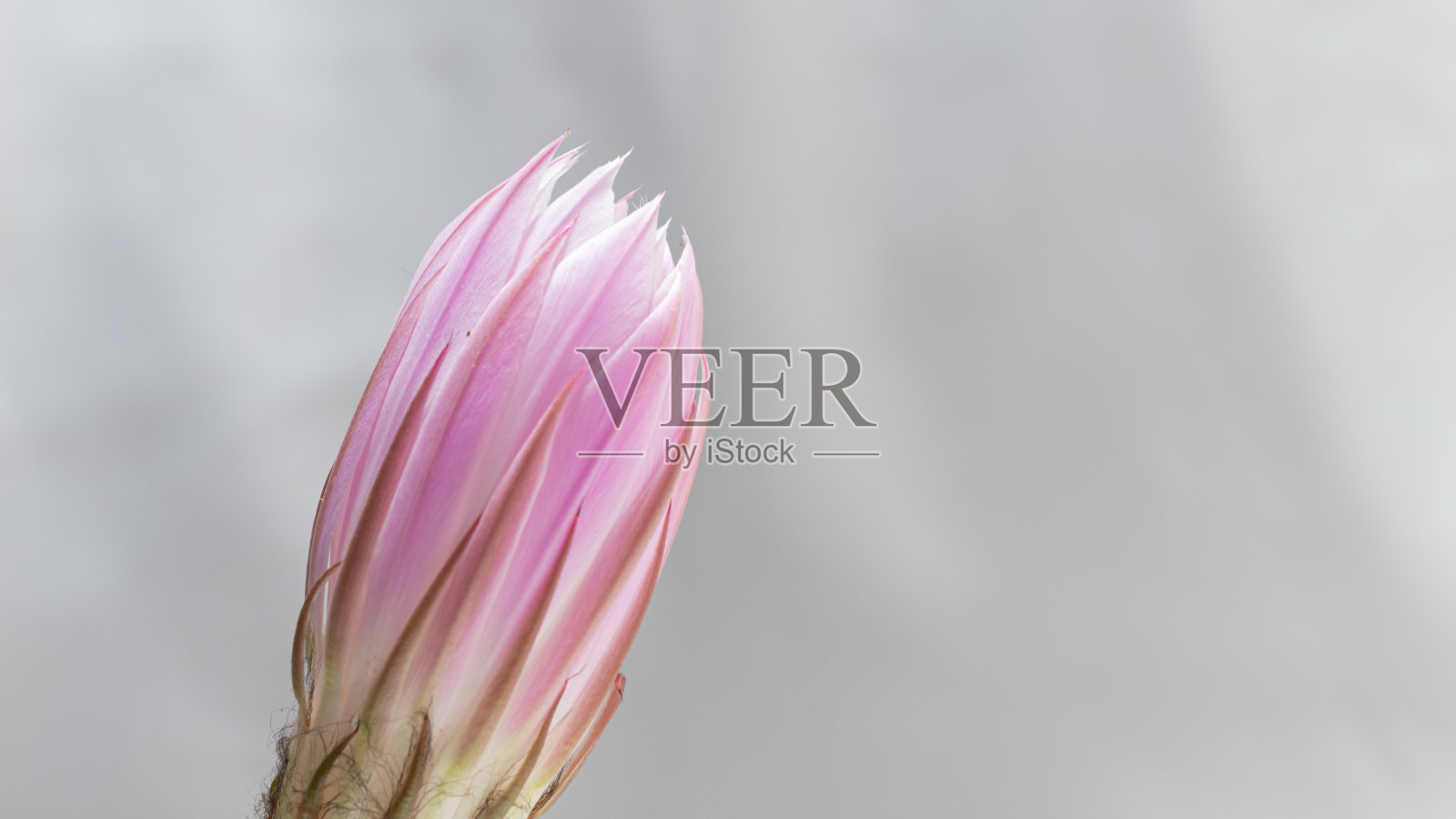 这是一个美丽的柔嫩的粉色棘皮芥的特写，仙人掌的花和绿色多刺的带刺植物照片摄影图片