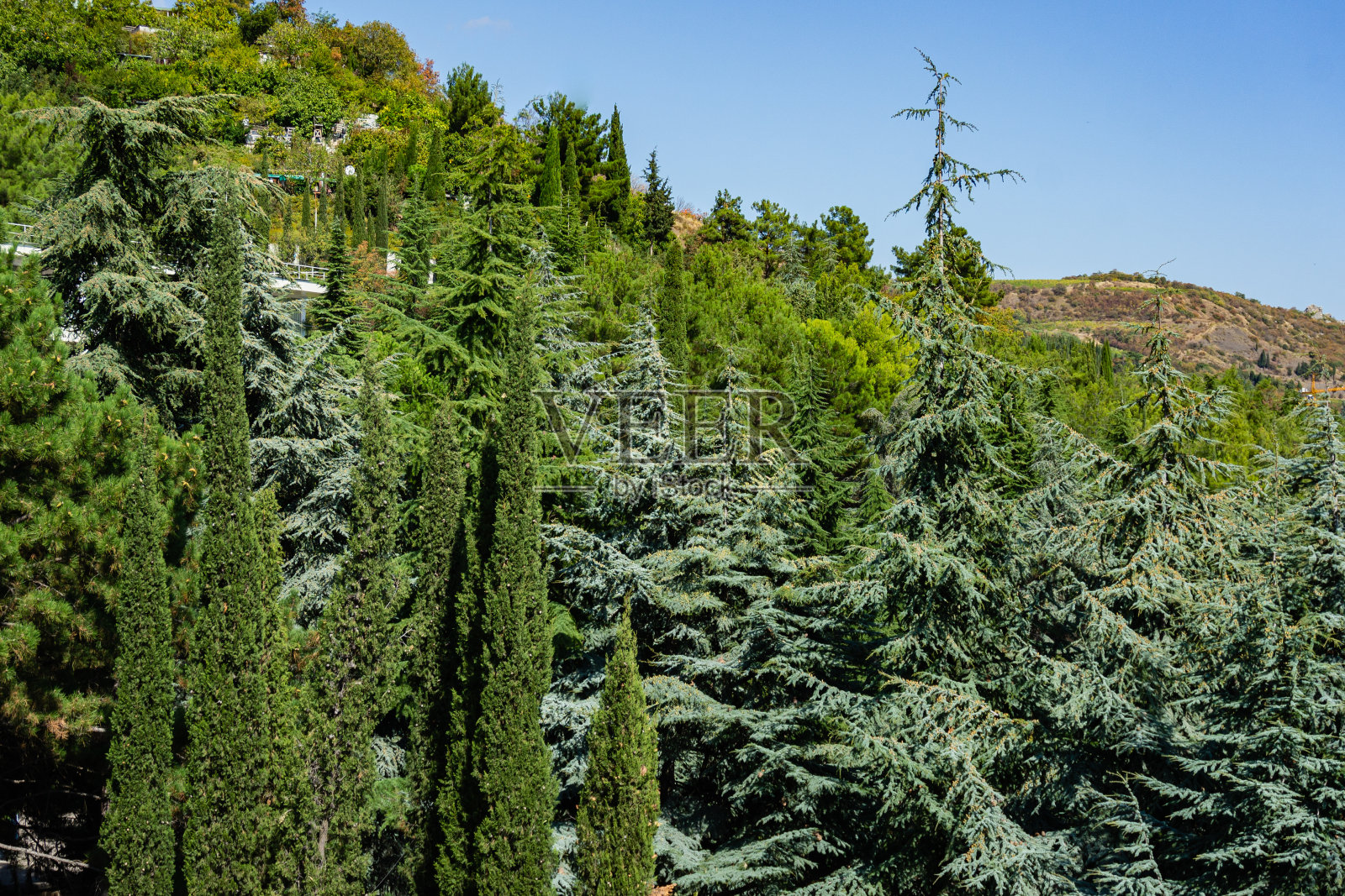 帕特尼特的艾瓦佐夫斯基疗养院。景观公园的天堂。柏树、雪松、松树、云杉以及各种奇异的树木和植物都生长在梯田上。照片摄影图片