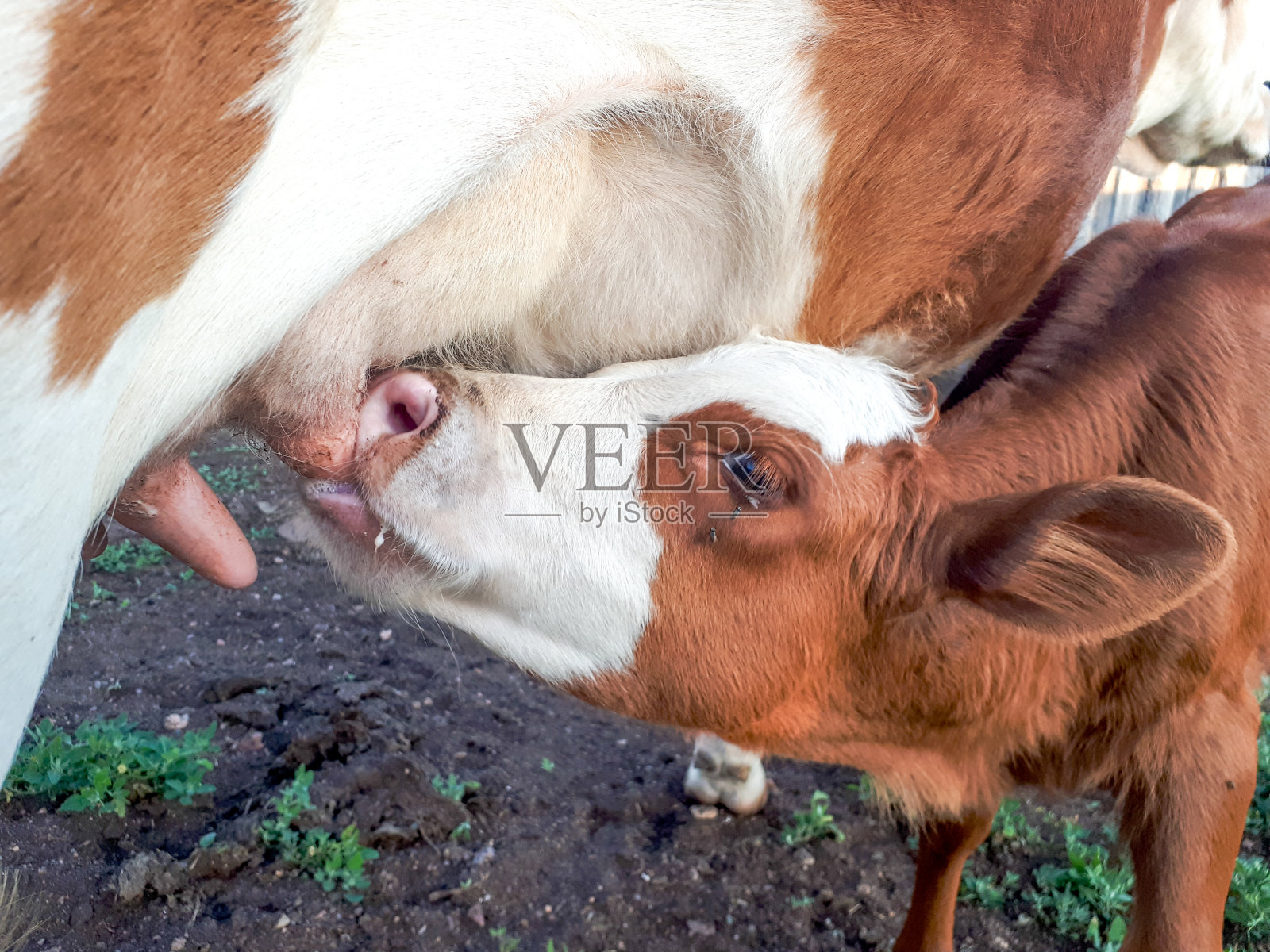 可爱的新生小牛犊正在吮吸奶牛的奶照片摄影图片