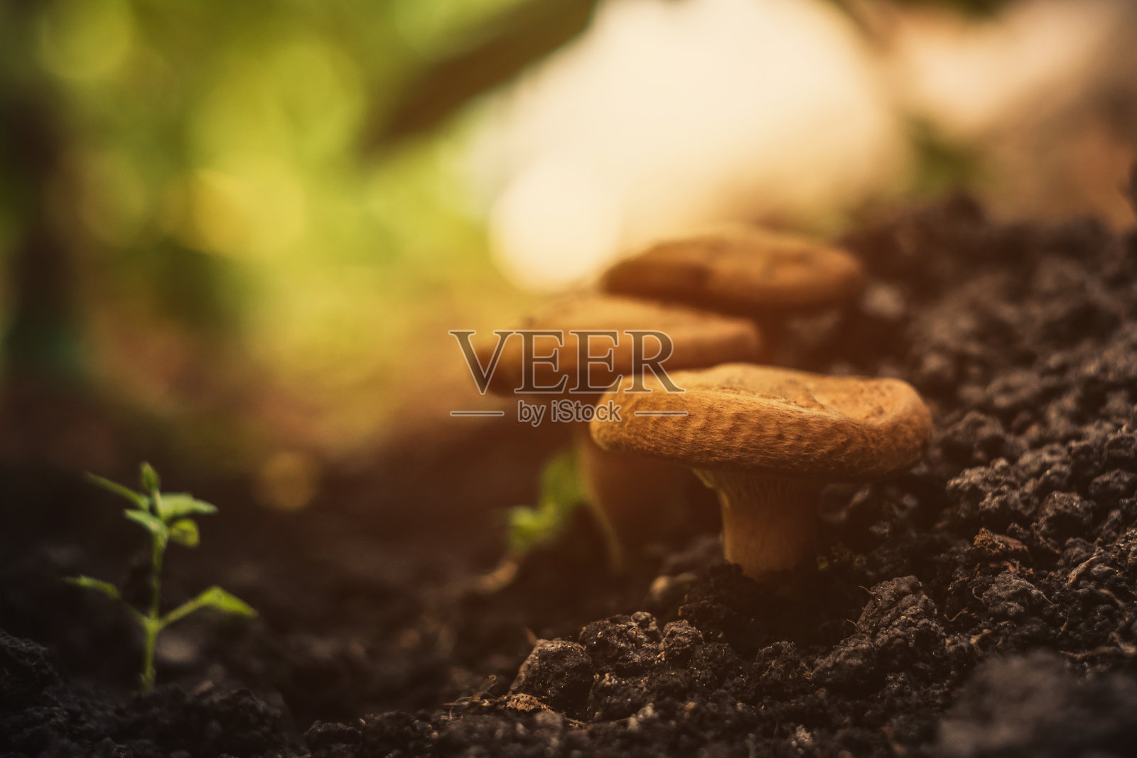 森林中的神奇蘑菇。照片摄影图片