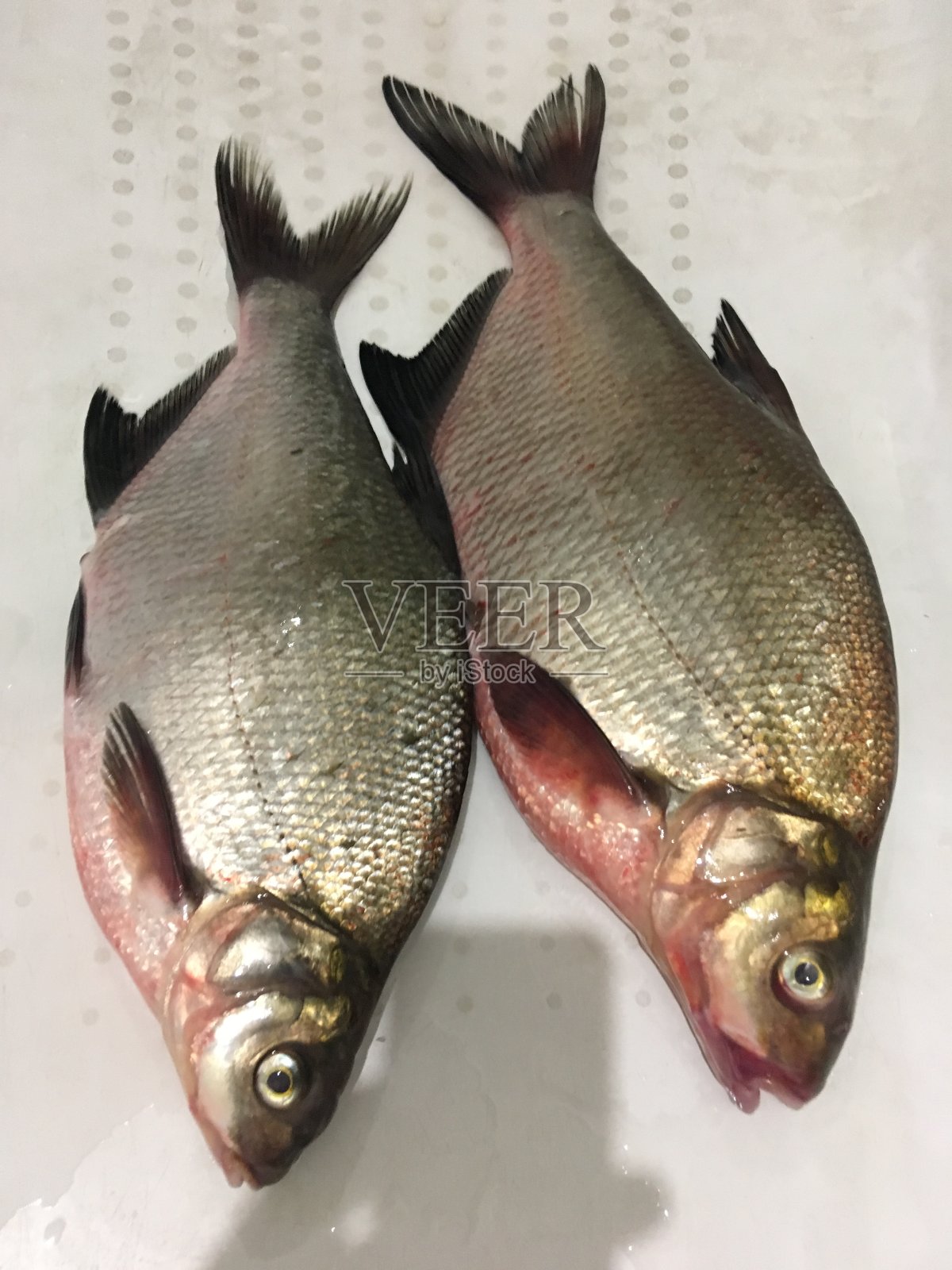 钓鱼和鱼照片摄影图片