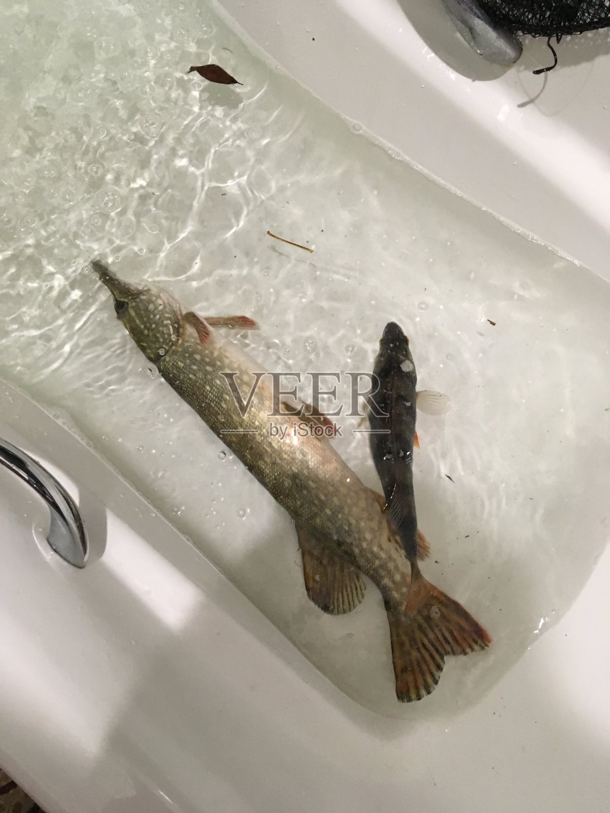 钓鱼和鱼照片摄影图片