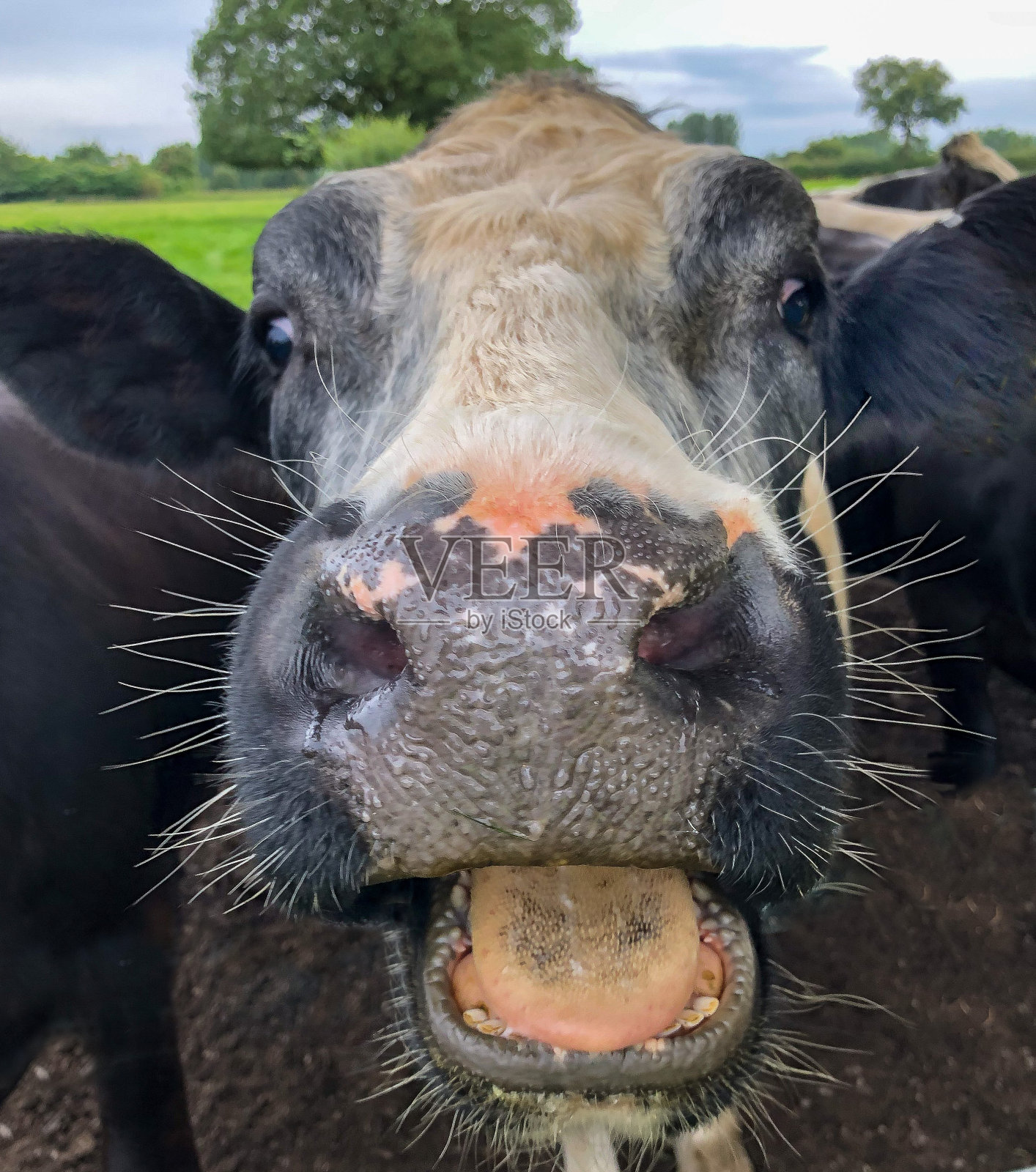 一只黑白相间的牛，特写照片摄影图片