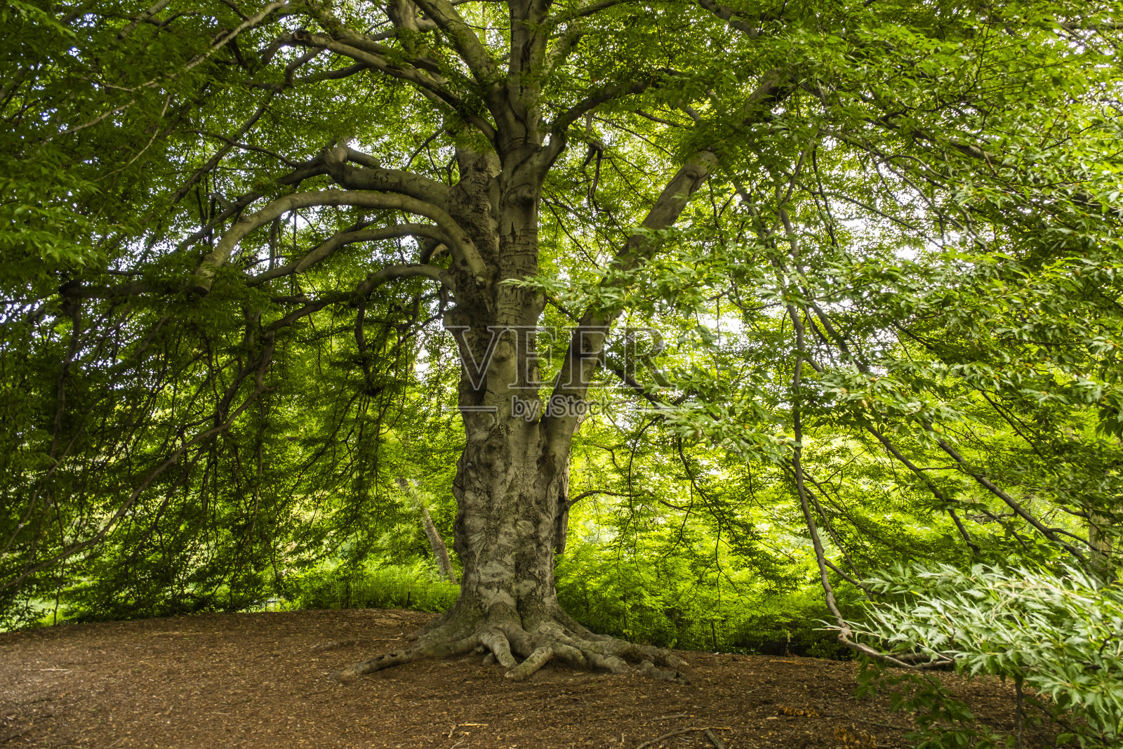有长树枝的树照片摄影图片