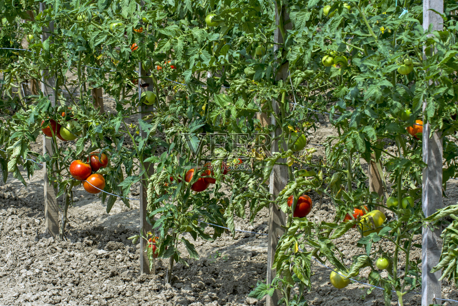 茎上的番茄照片摄影图片