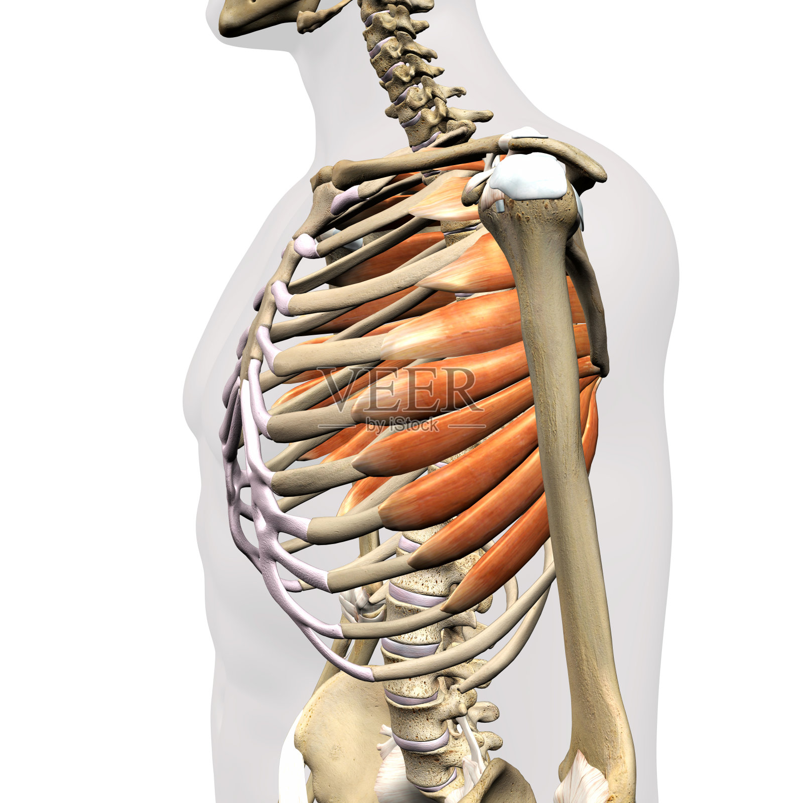 男性前锯肌在胸腔分离照片摄影图片