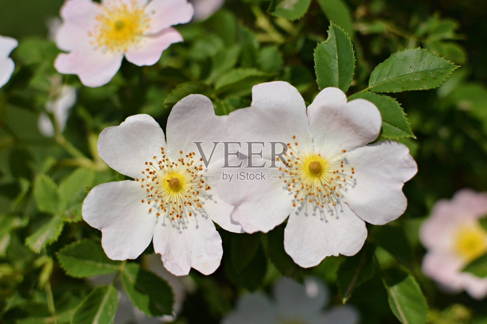 近处一丛盛开的野玫瑰照片摄影图片