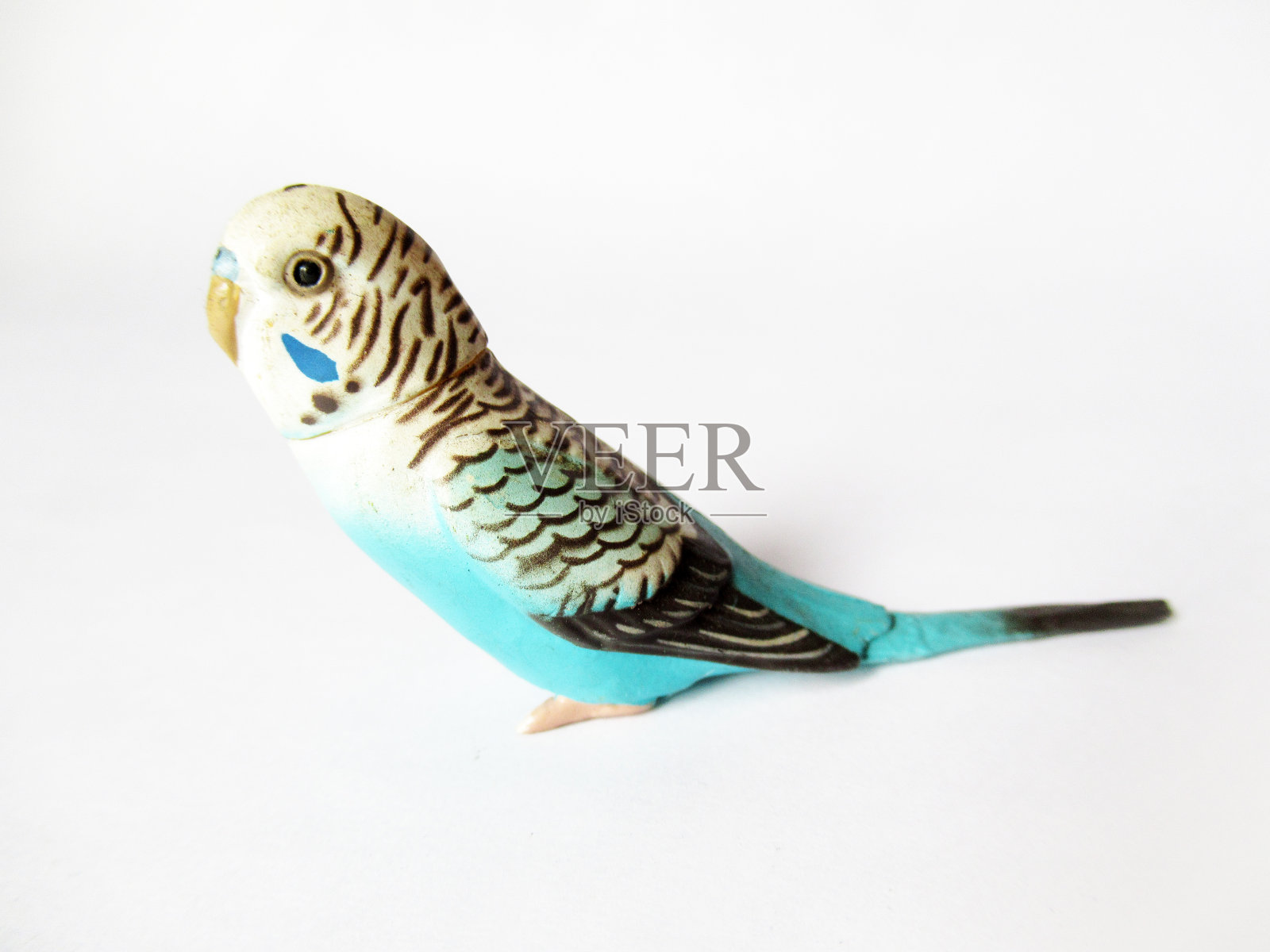 虎皮鹦鹉照片摄影图片