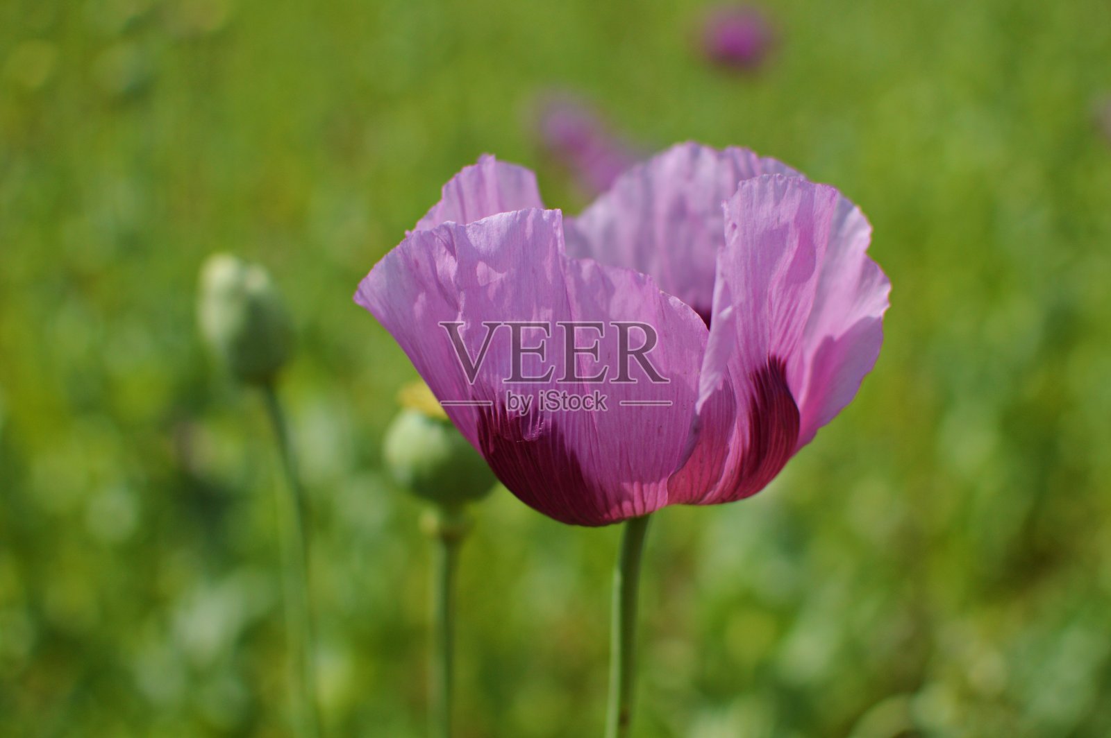 罂粟花近距离开放照片摄影图片