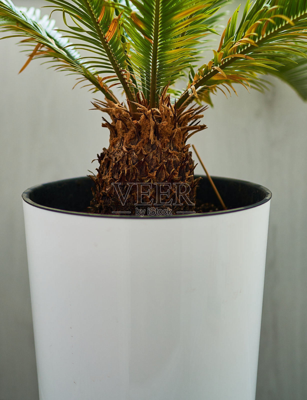 棕榈叶生长在白色的背景上照片摄影图片