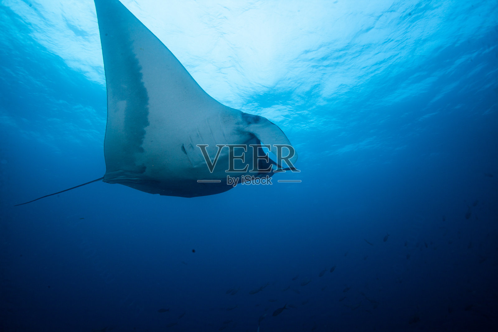 蝠鲼在水下漂浮照片摄影图片