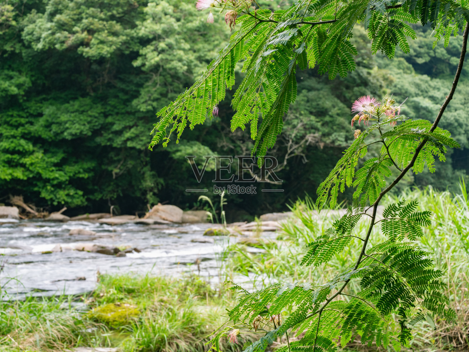 Albizia julibrissin,波斯丝绸树或粉色丝绸树,树是一种家庭蝶形花科,原产于亚洲西南部和东部。照片摄影图片