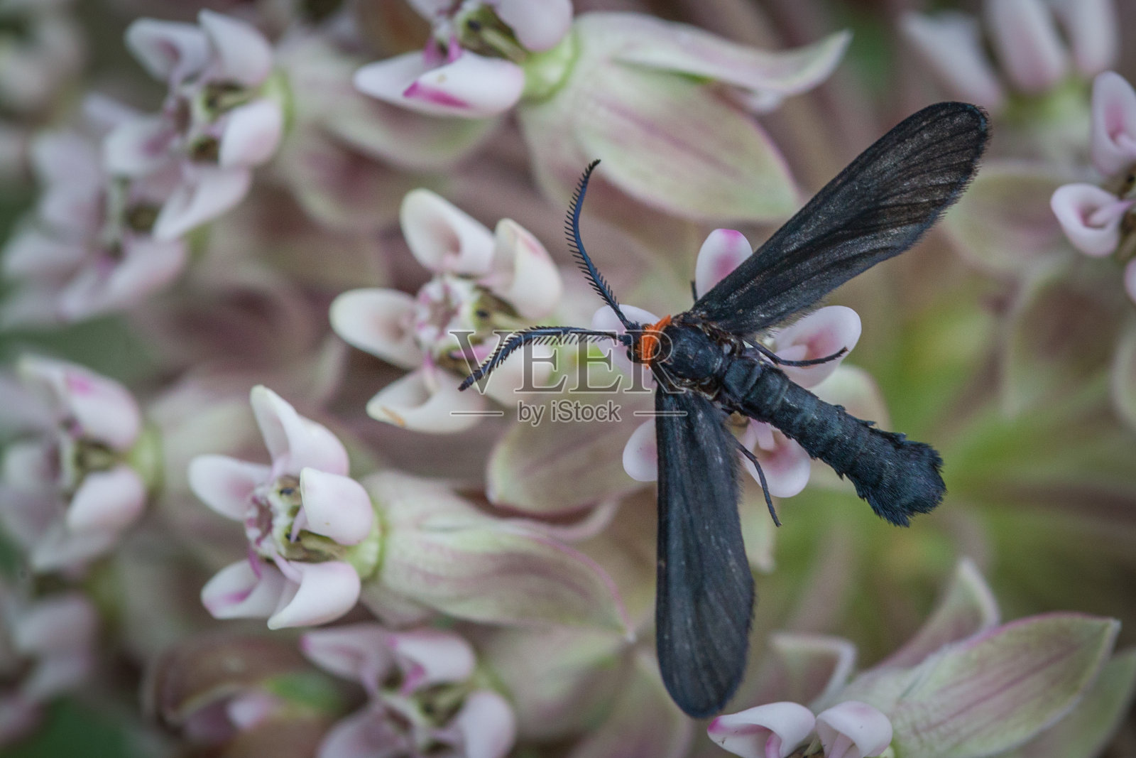 哈里斯·德·盖林（美国哈里斯纳），葡萄叶骨架照片摄影图片