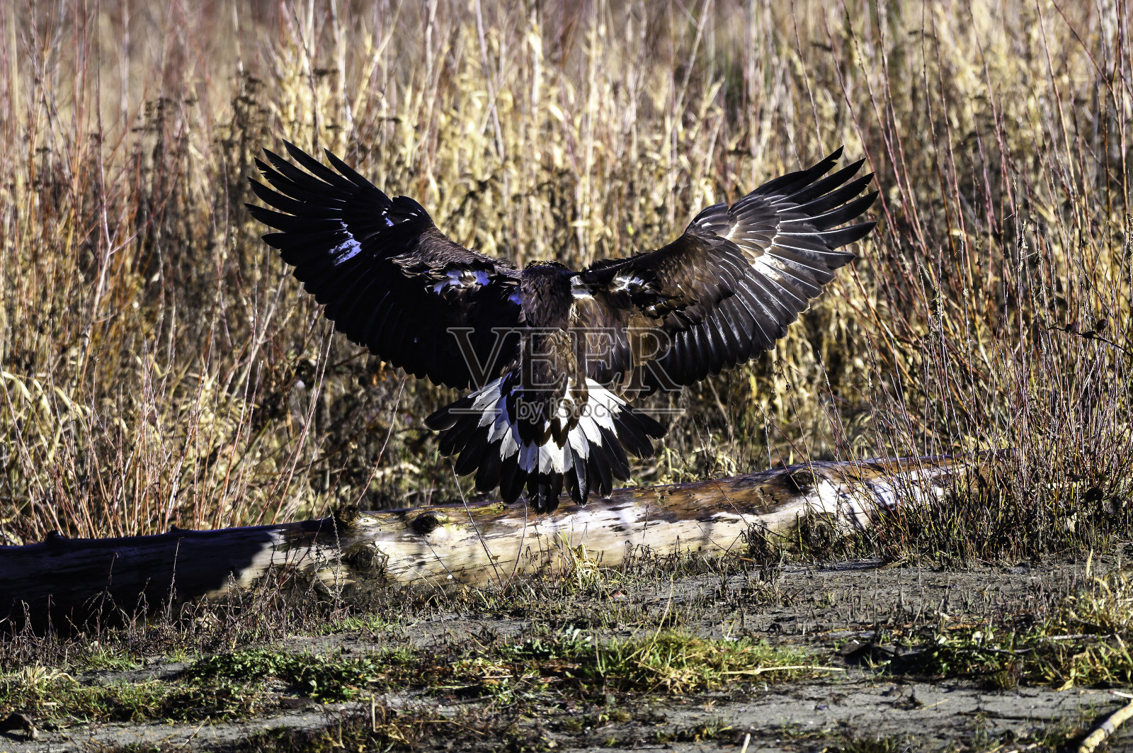 翼展的金鹰照片摄影图片