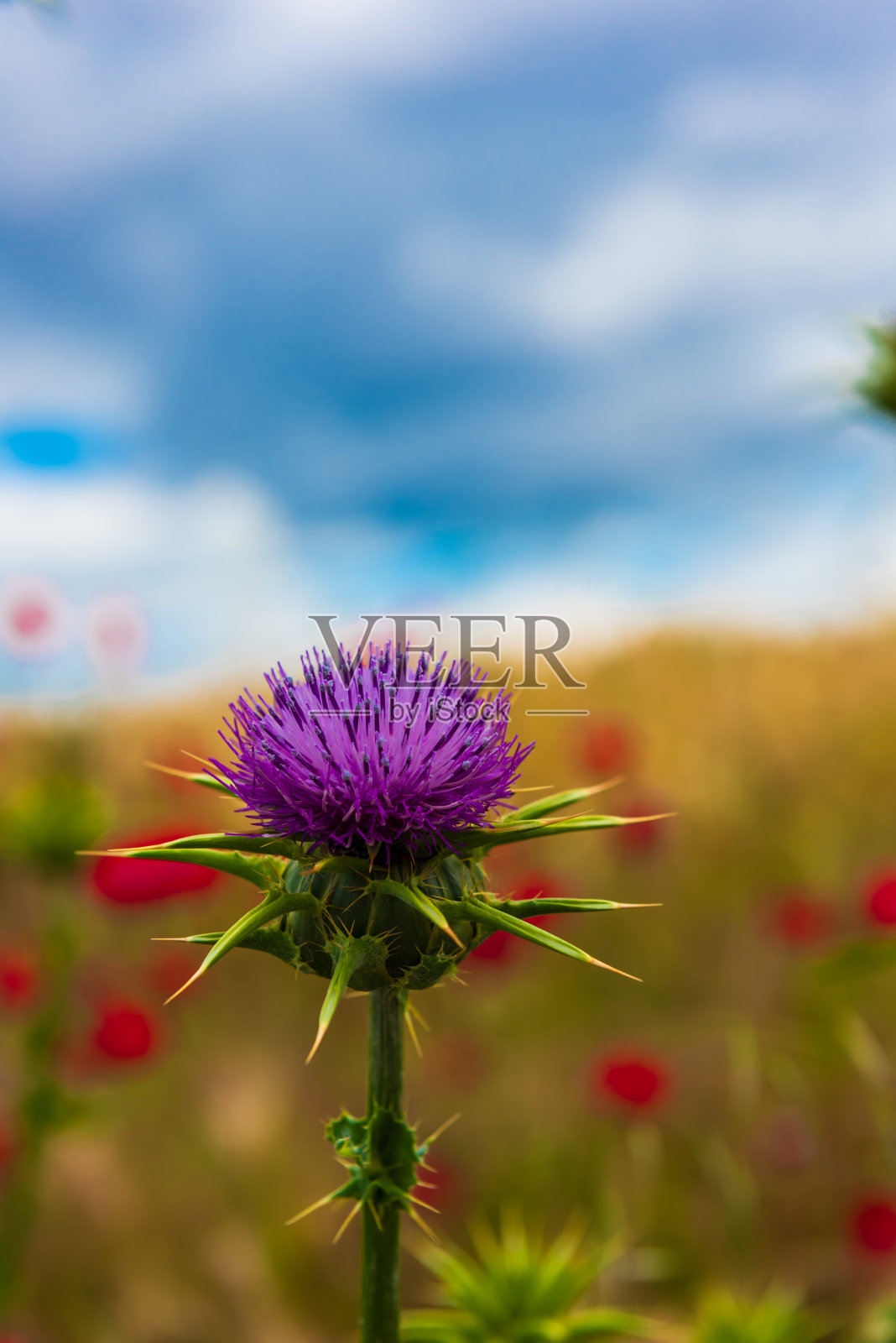 紫色的蓟在前景。照片摄影图片