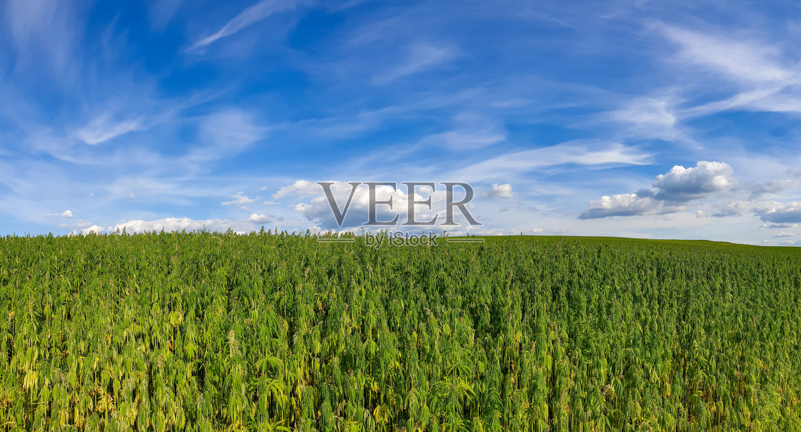 大麻田间种植的大麻，大麻哈希种植园全景照片摄影图片