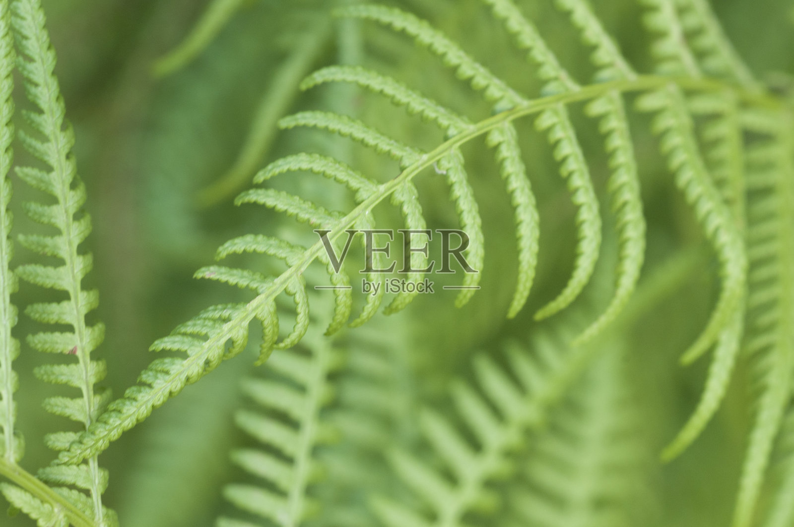 春季的蕨叶特写照片摄影图片