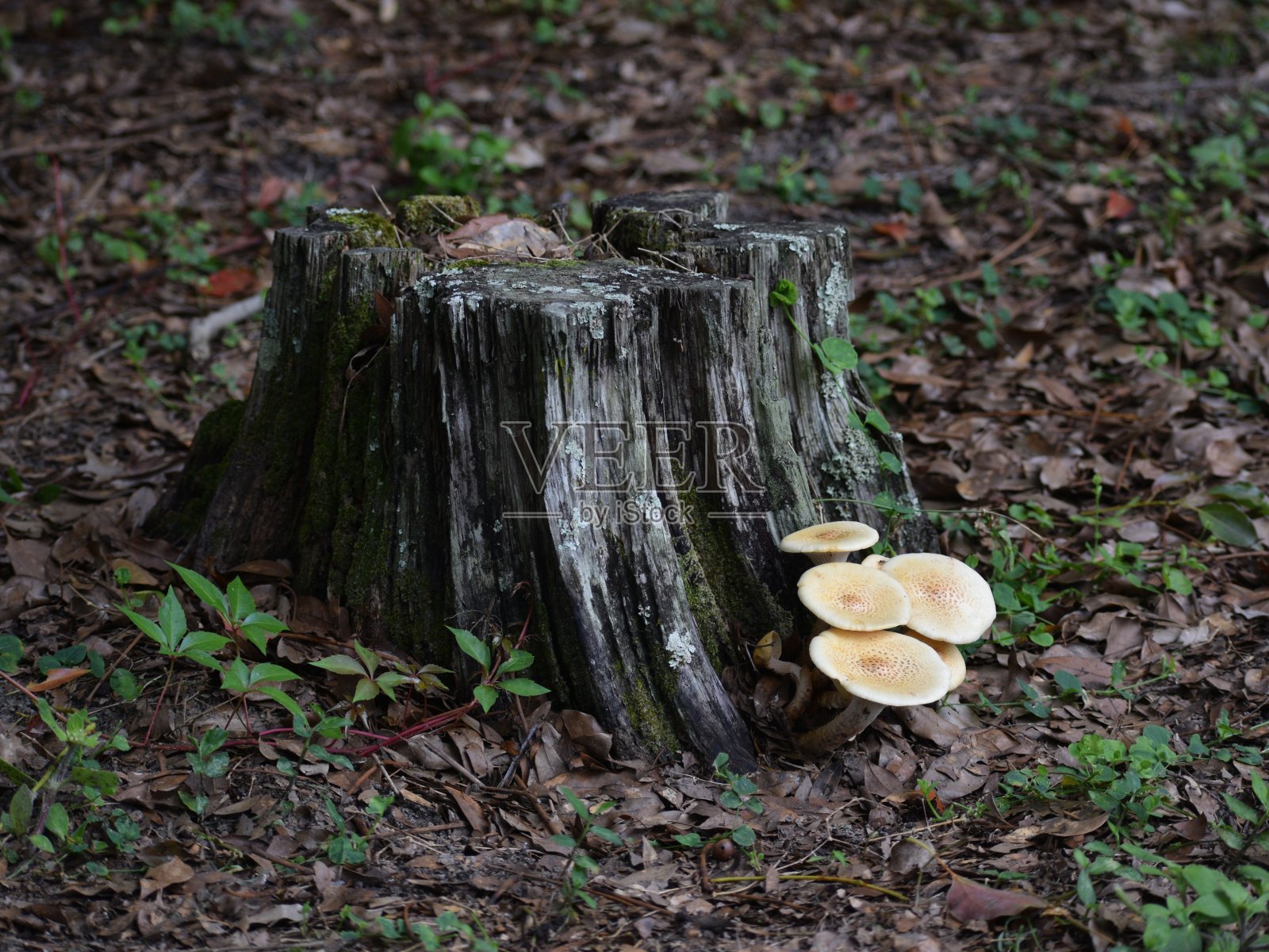 野生蘑菇的踪迹照片摄影图片