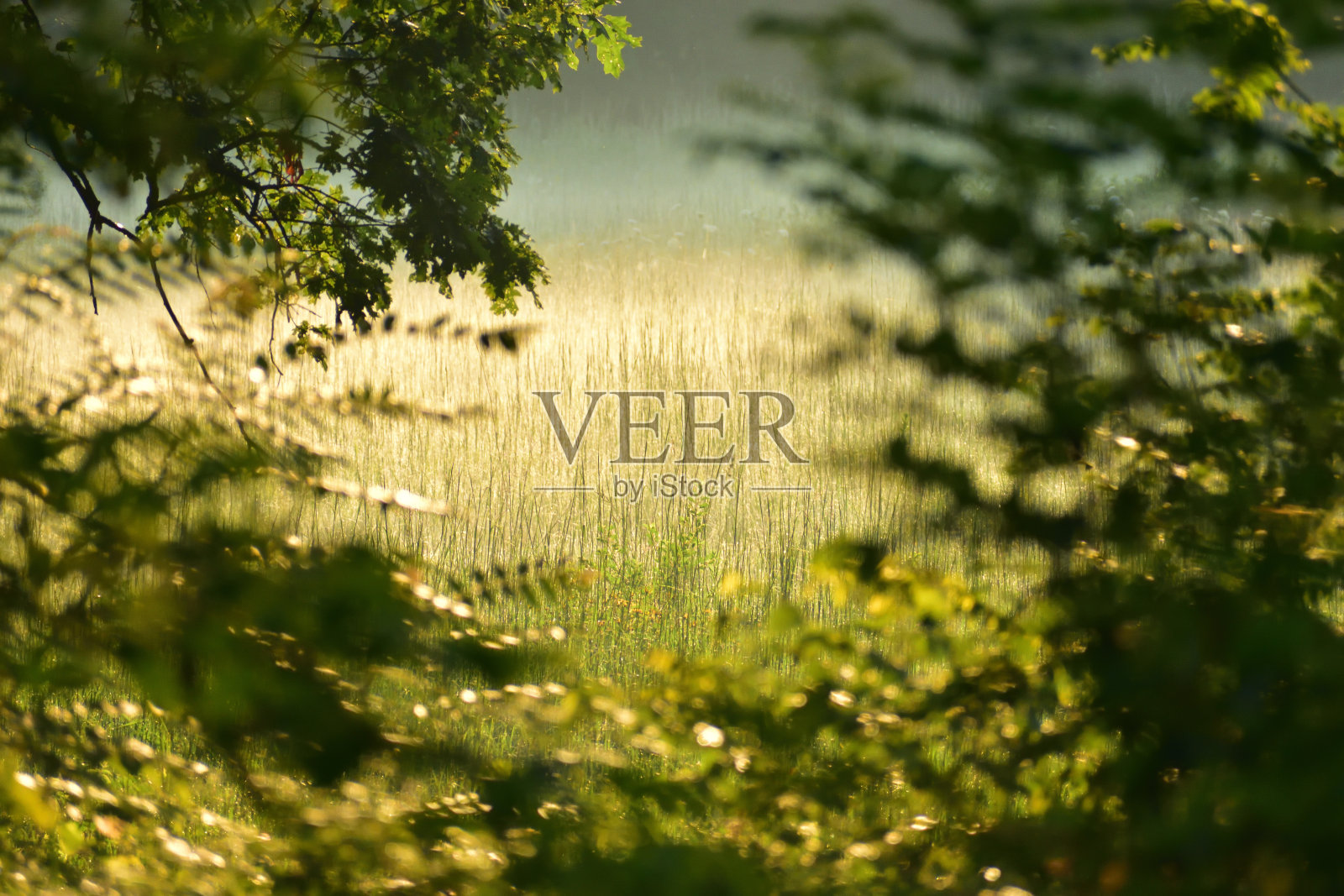 绿草摇篮照片摄影图片