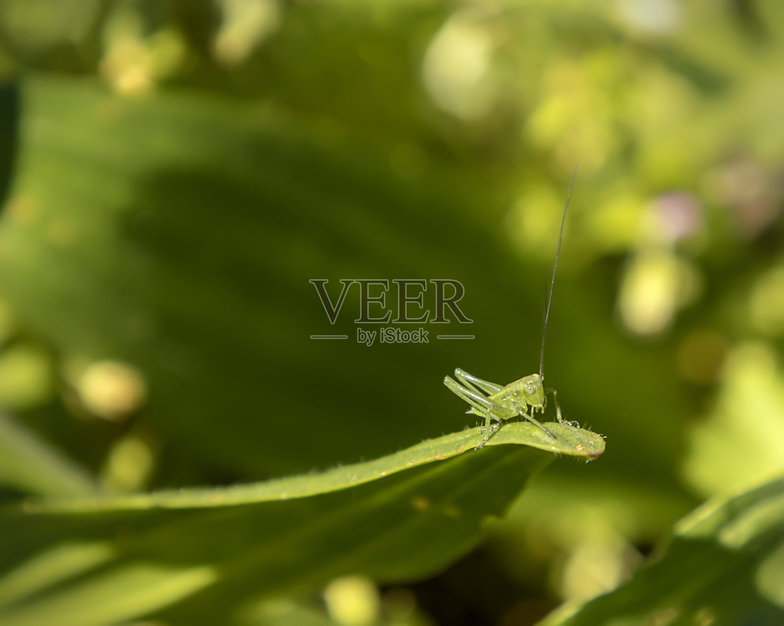 蚱蜢照片摄影图片