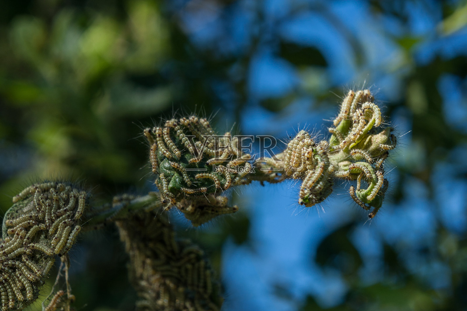 毛毛虫。照片摄影图片