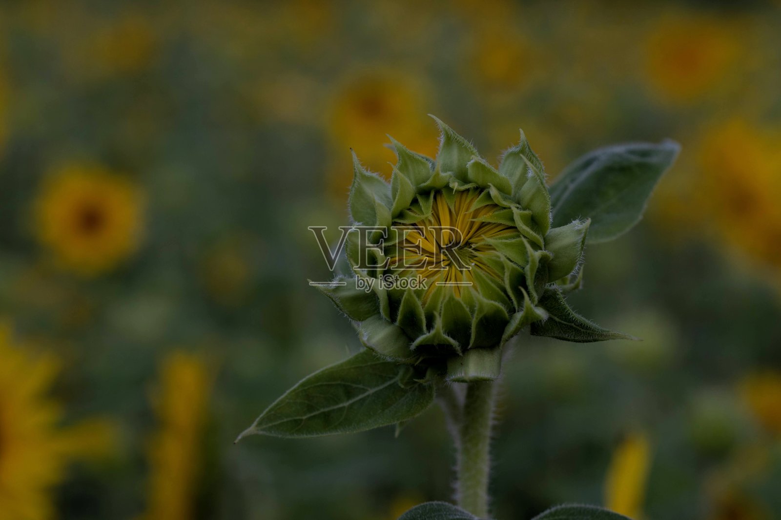堪萨斯州的向日葵照片摄影图片