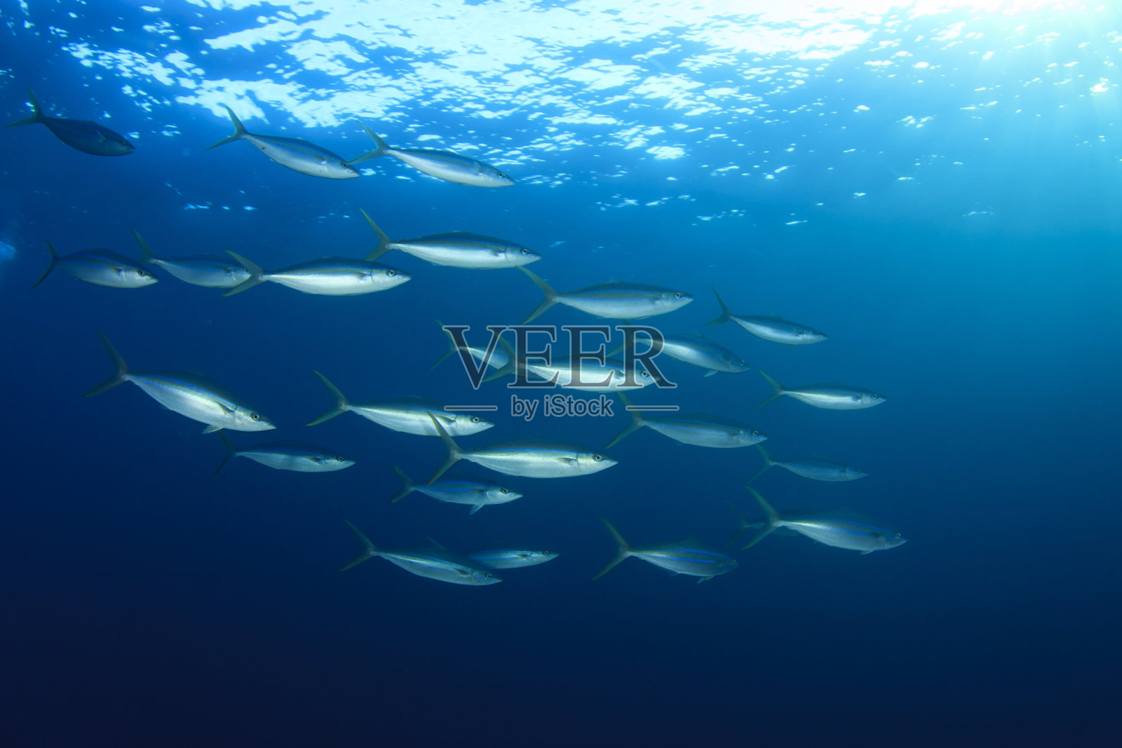 金枪鱼水下照片摄影图片