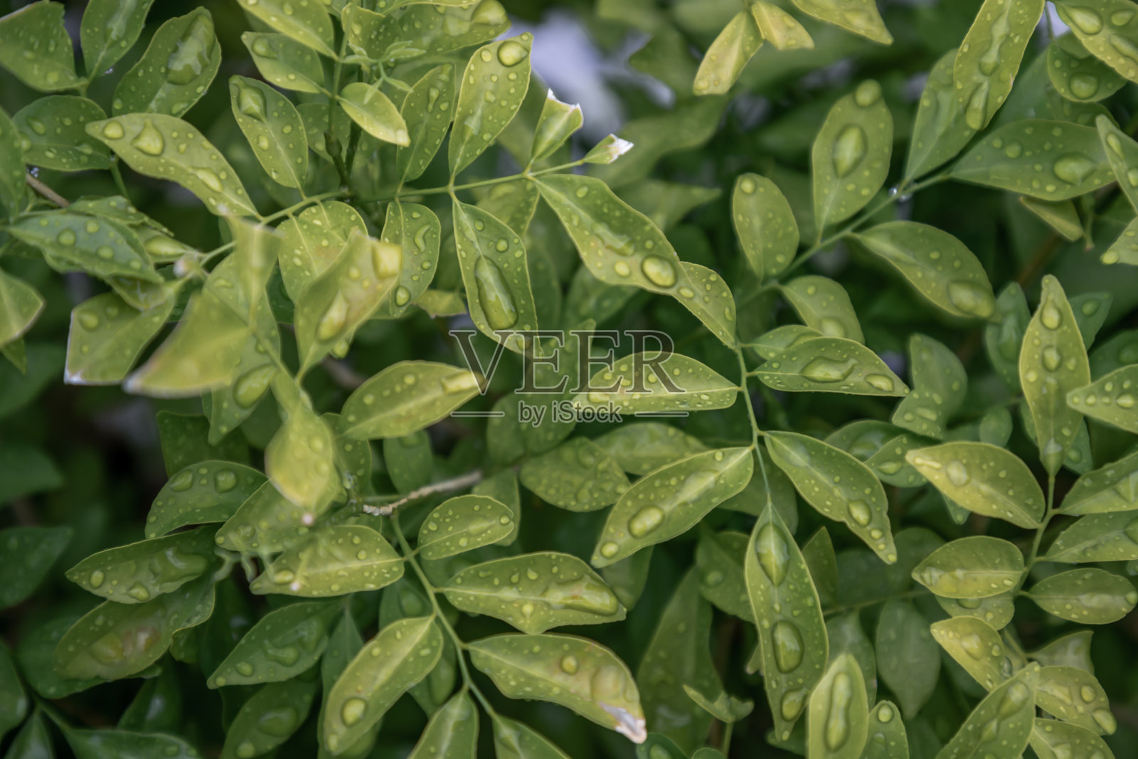 紫藤叶子上的水滴。照片摄影图片