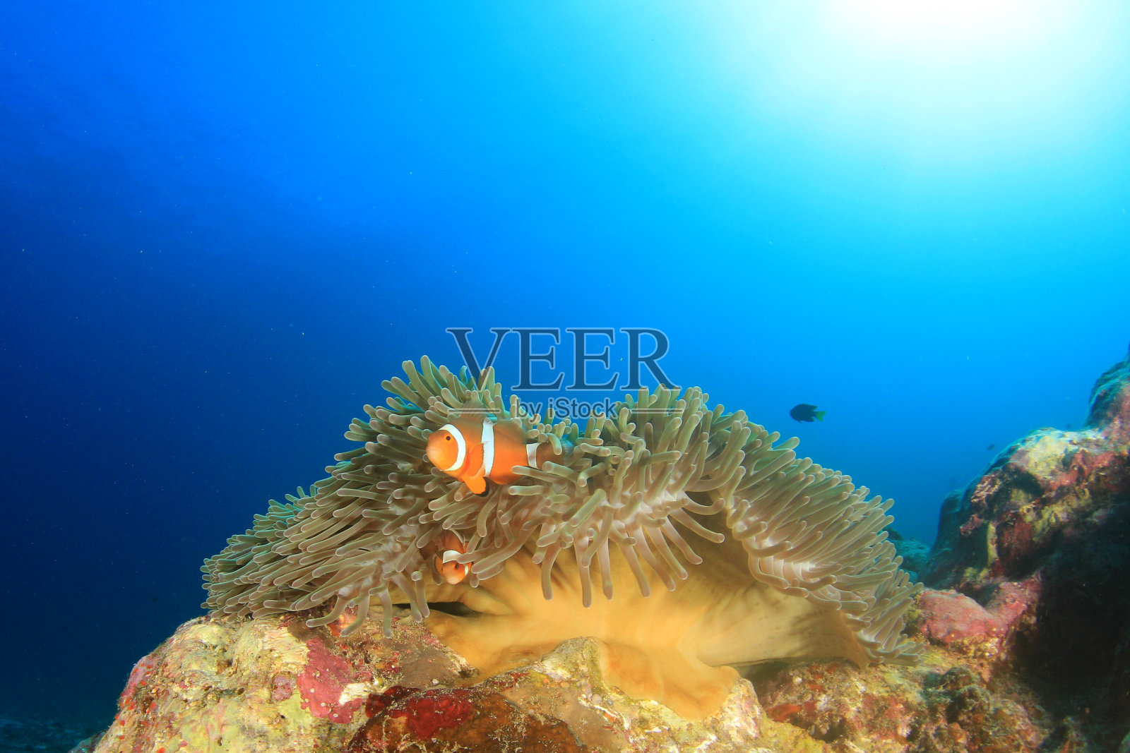 小丑鱼或鱼照片摄影图片