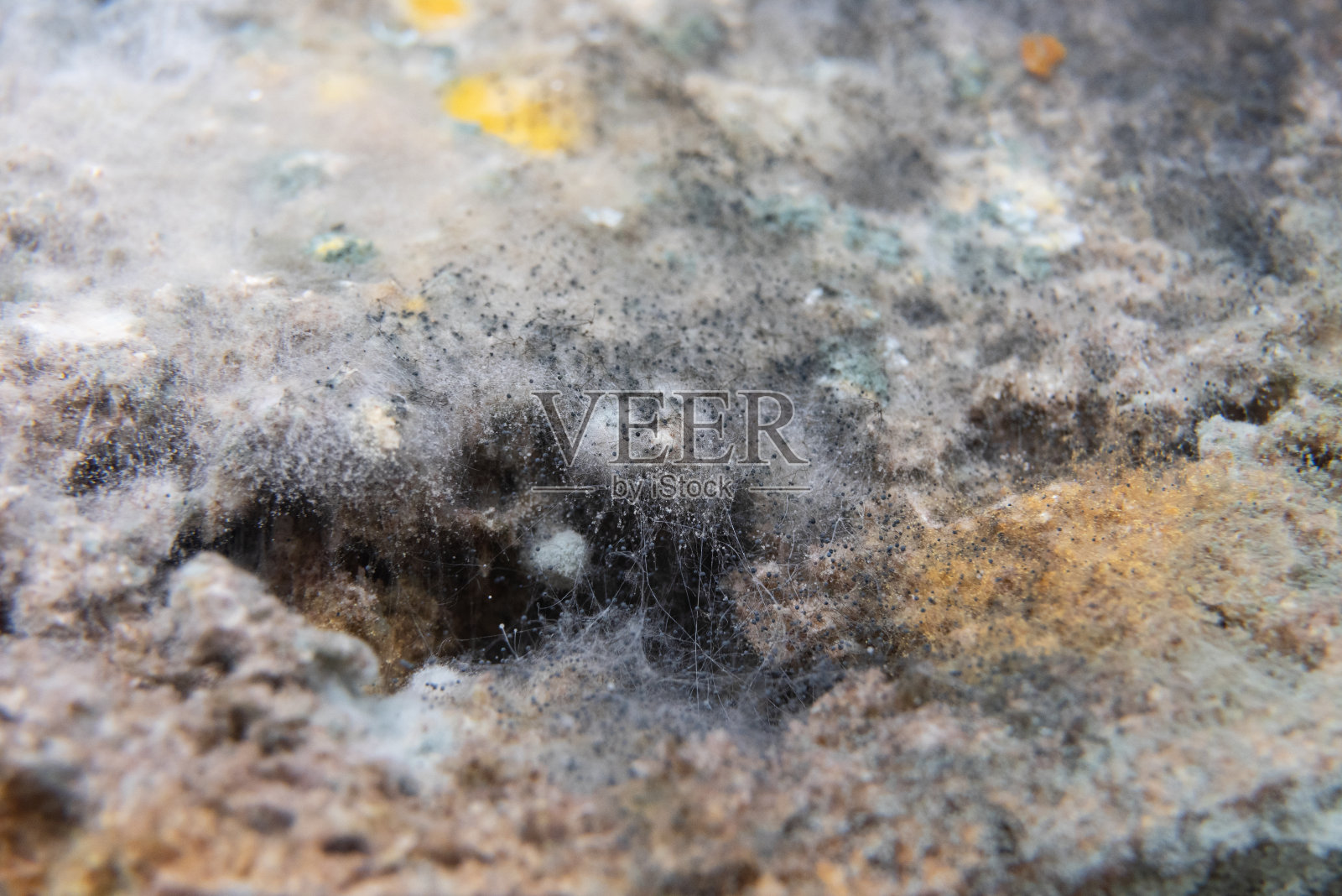 发霉的面包照片摄影图片