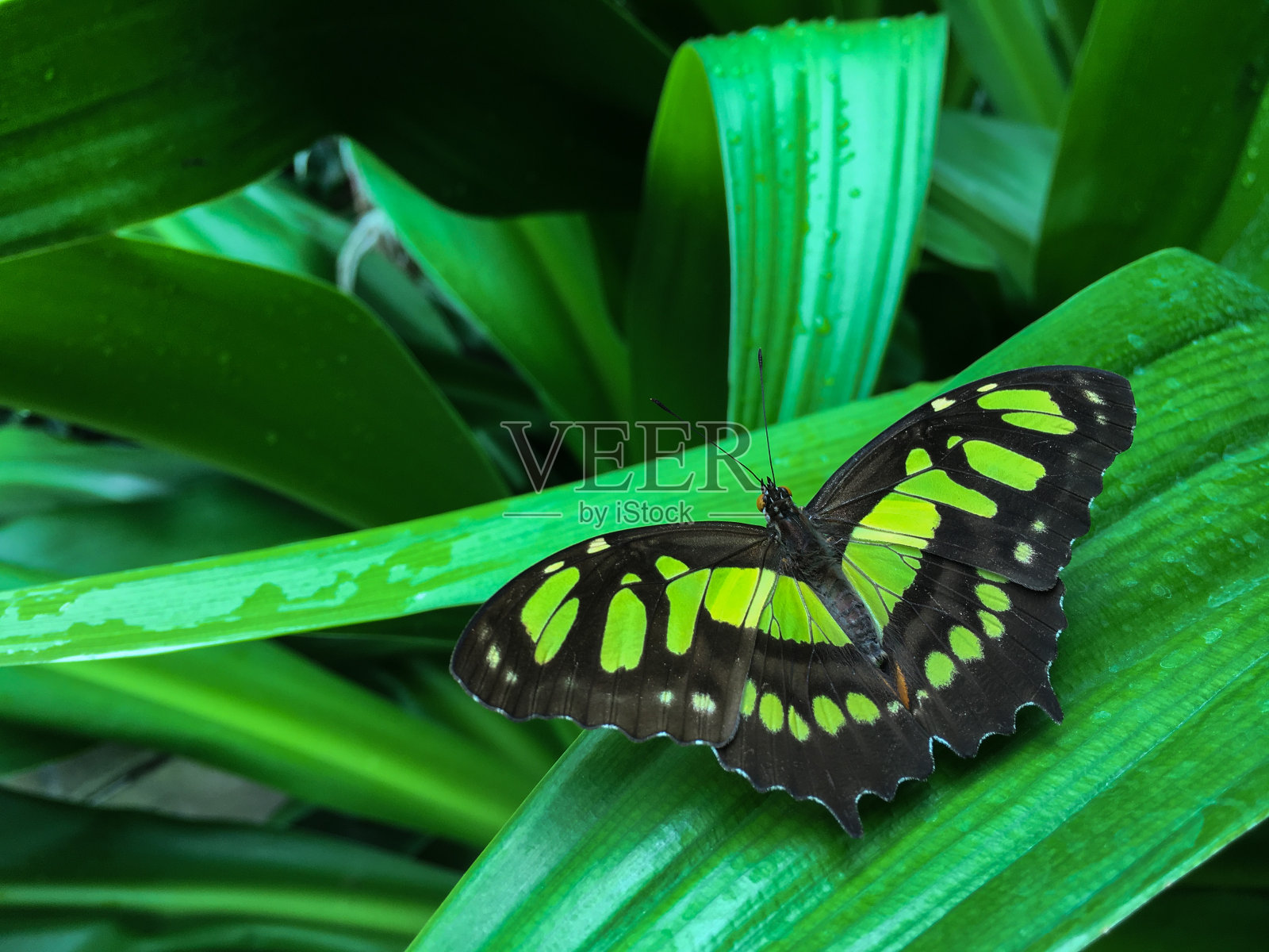 蝴蝶在自然界照片摄影图片