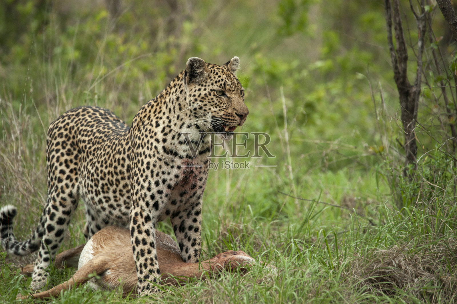 非洲豹站在羚羊面前，面向右照片摄影图片