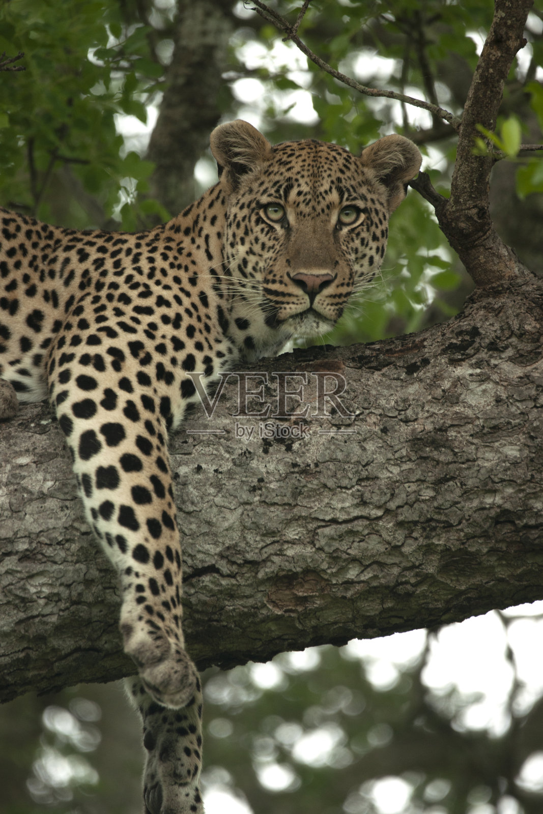 豹跨在一根大树枝上照片摄影图片