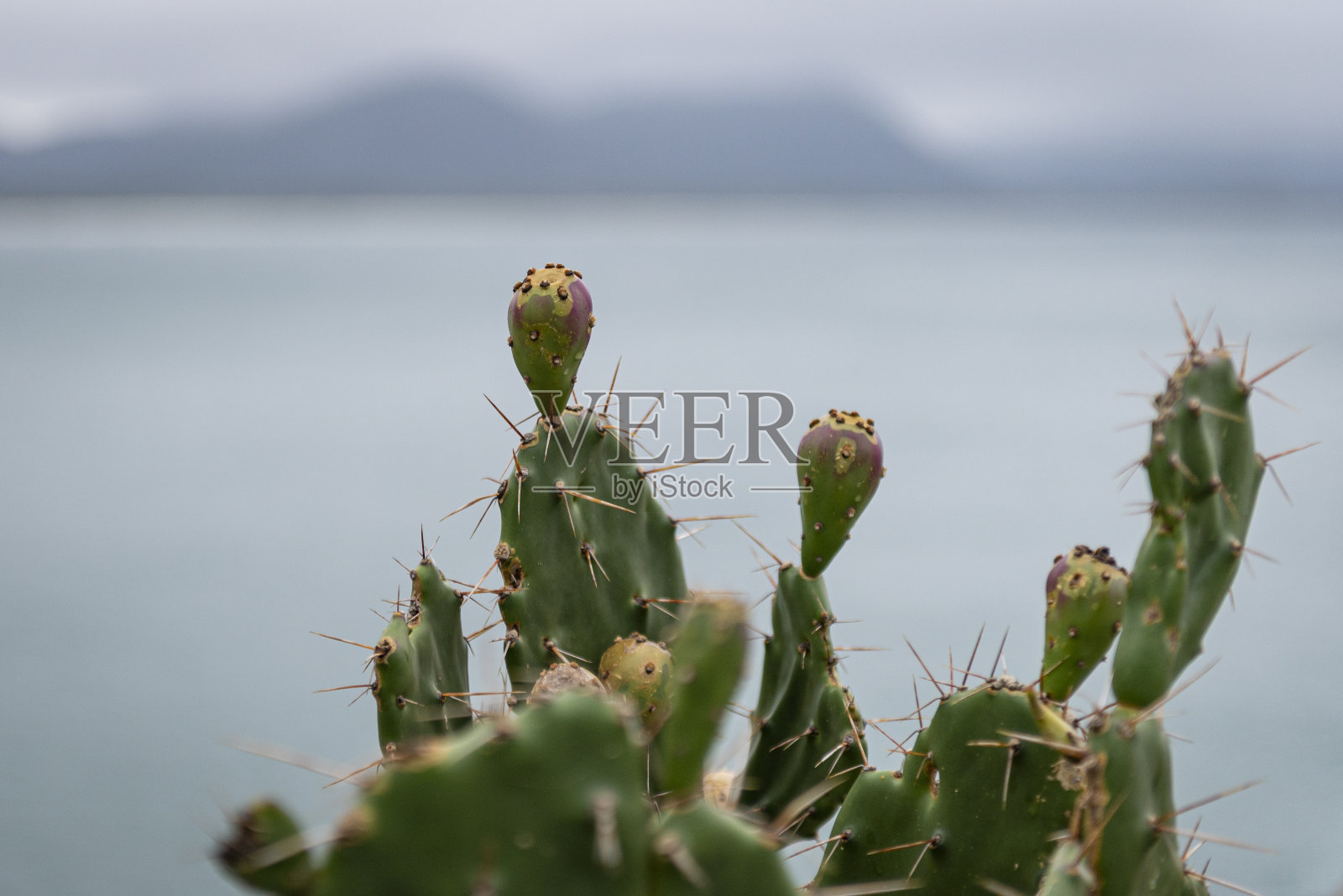 仙人掌掌照片摄影图片