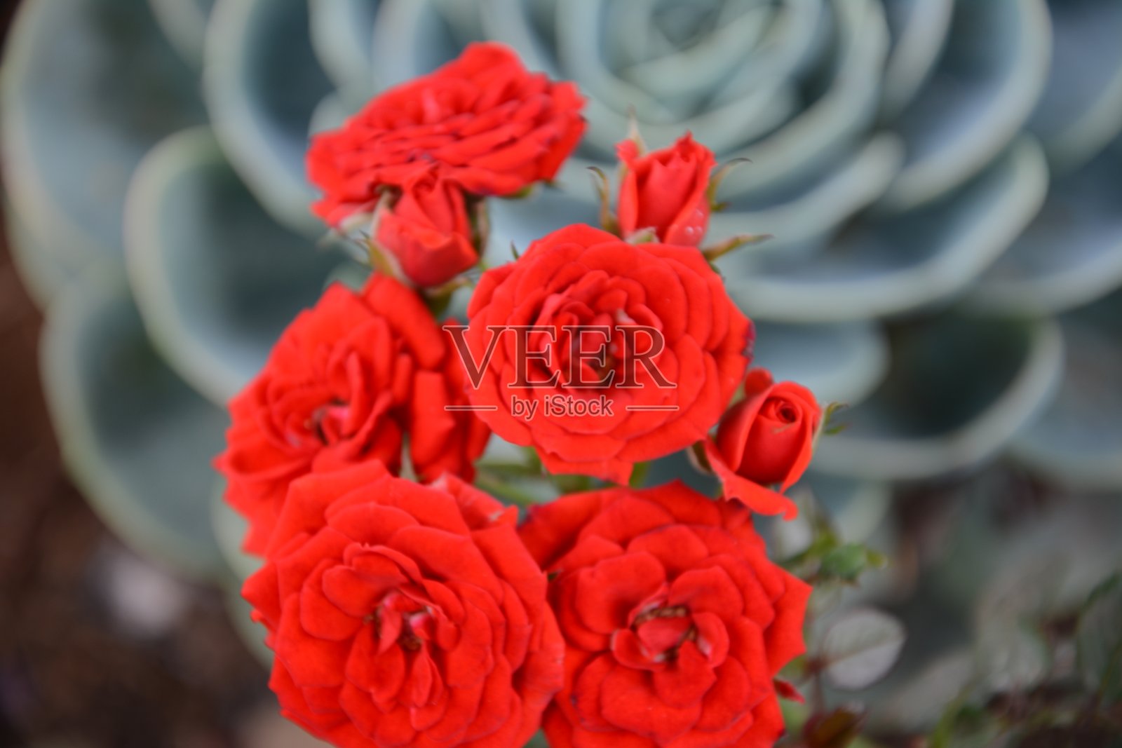 自然照片摄影图片