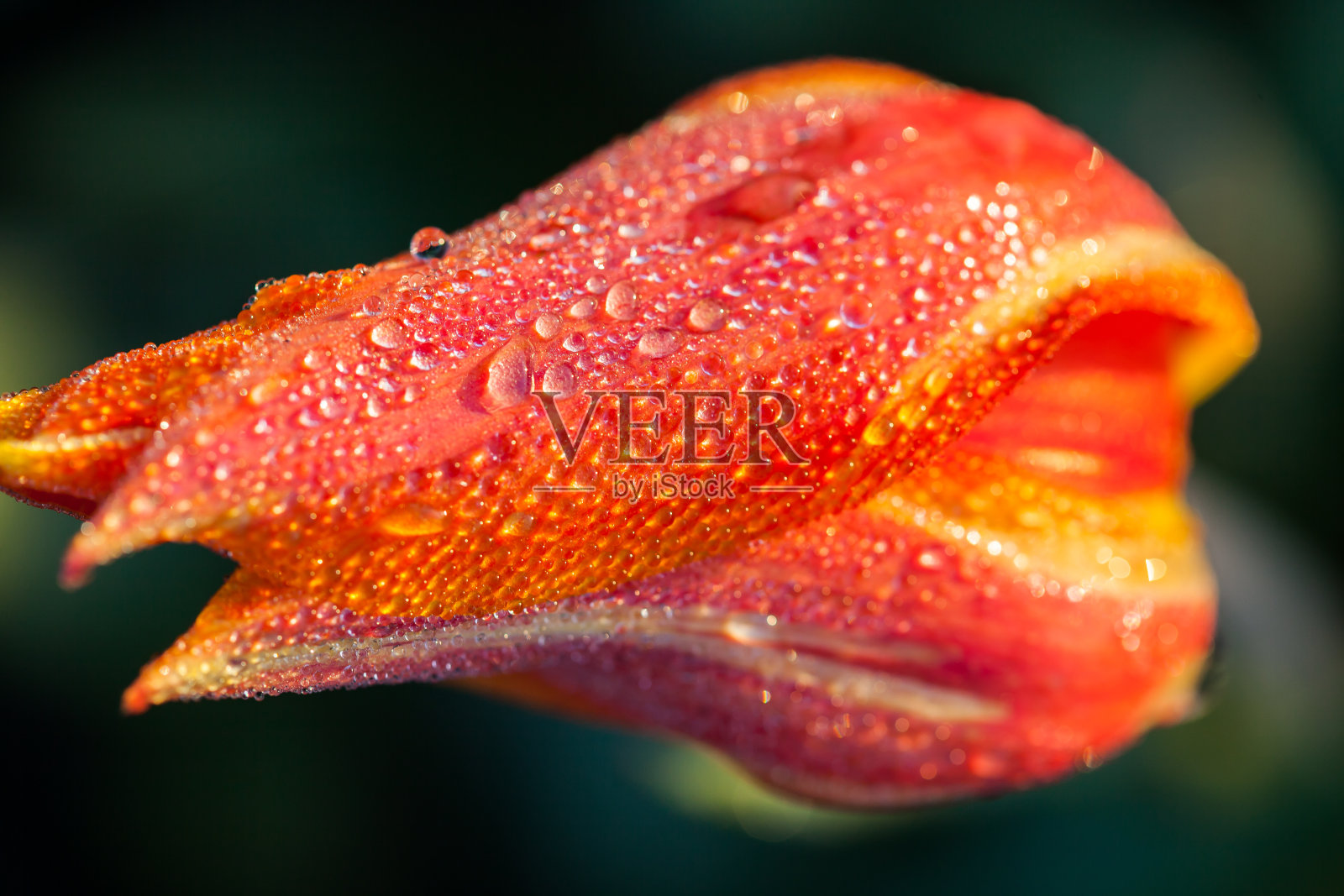 郁金香在黎明照片摄影图片