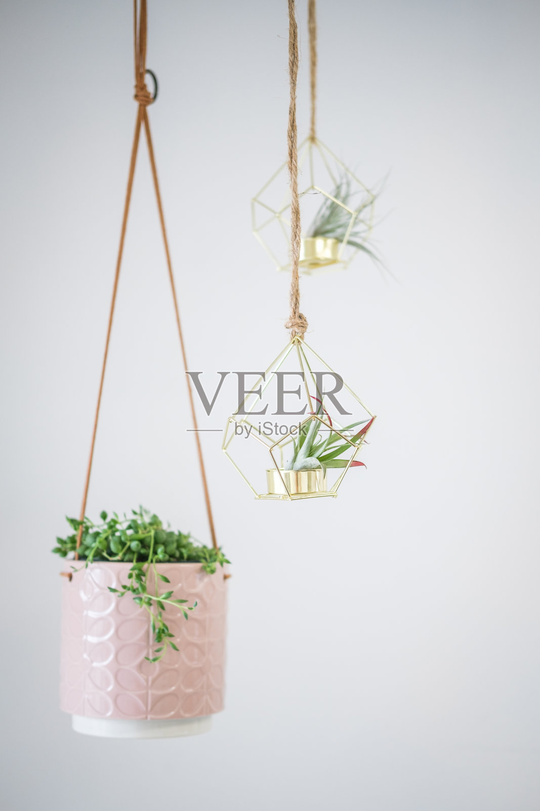 三种悬挂式室内多肉植物照片摄影图片