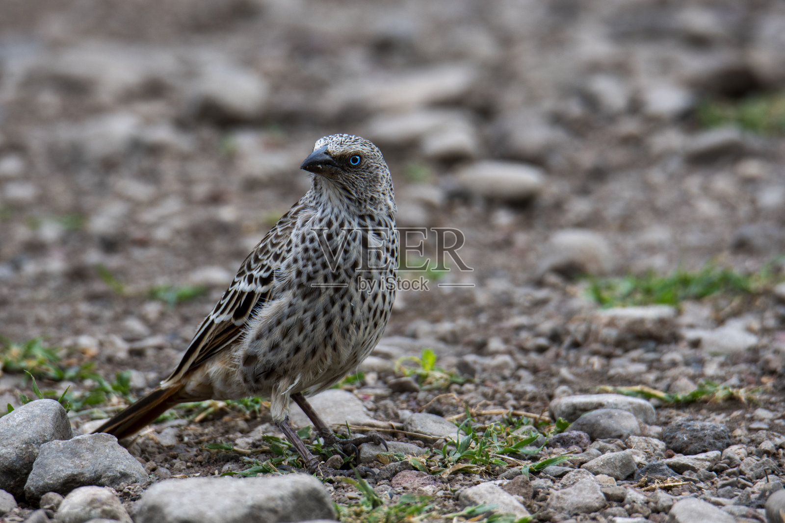 坦桑尼亚恩戈罗戈罗国家公园里的一种鸟类照片摄影图片