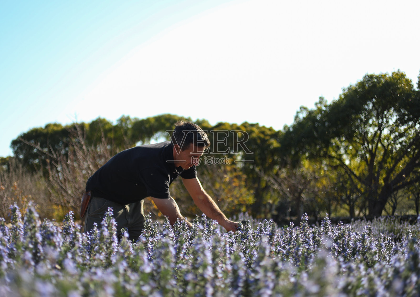 一个园丁修剪照片摄影图片