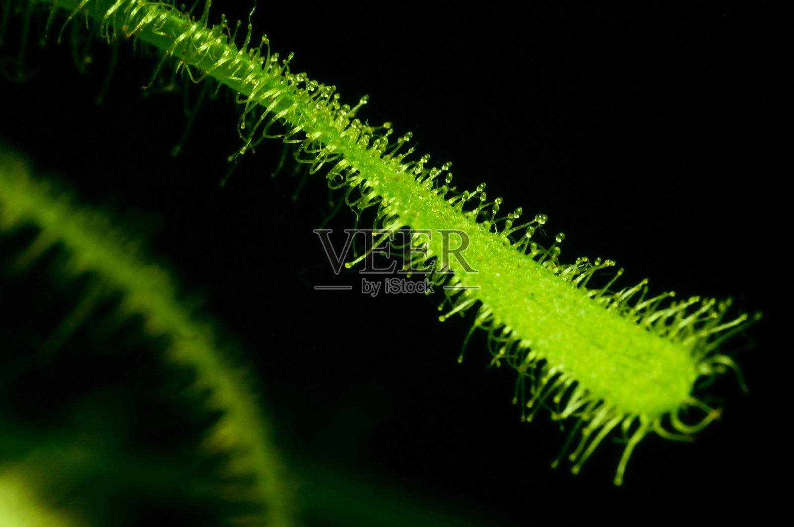 Rosiczka,拉丁语。一种吸引昆虫的植物，一种掠食性植物照片摄影图片