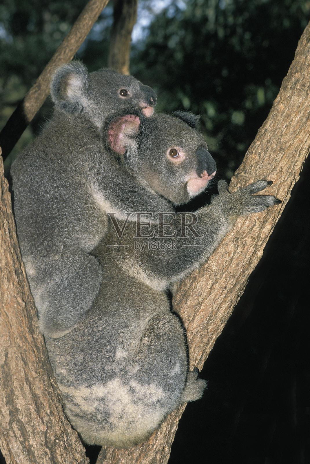 考拉，phascolarctos cinereus，母亲和年轻，澳大利亚照片摄影图片