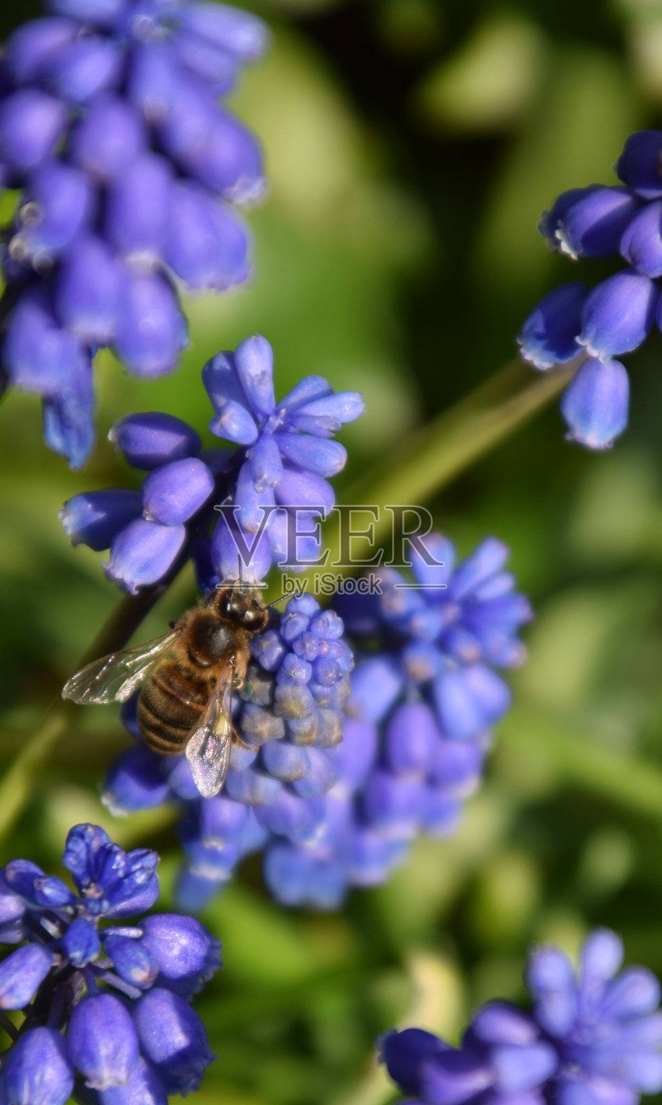 大葡萄风信子与蜜蜂照片摄影图片