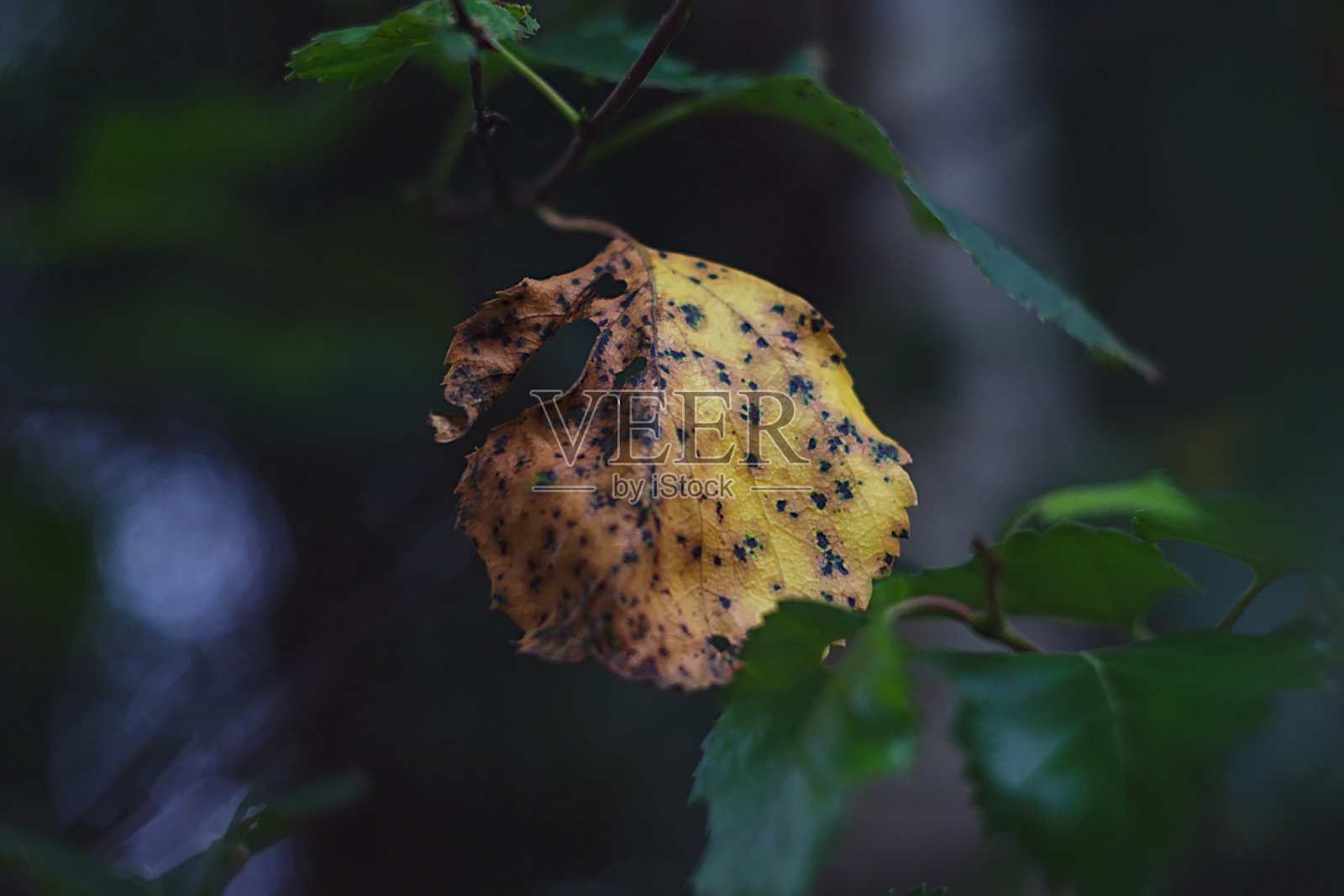 树枝上的黄桦叶照片摄影图片