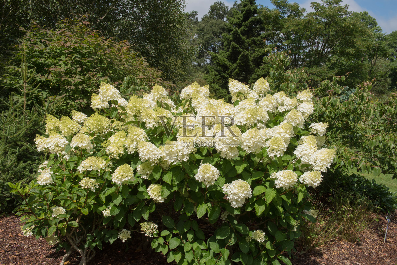 夏季颜色的圆锥绣球灌木(绣球花“银元”)在乡村别墅花园在乡村德文，英国，英国照片摄影图片