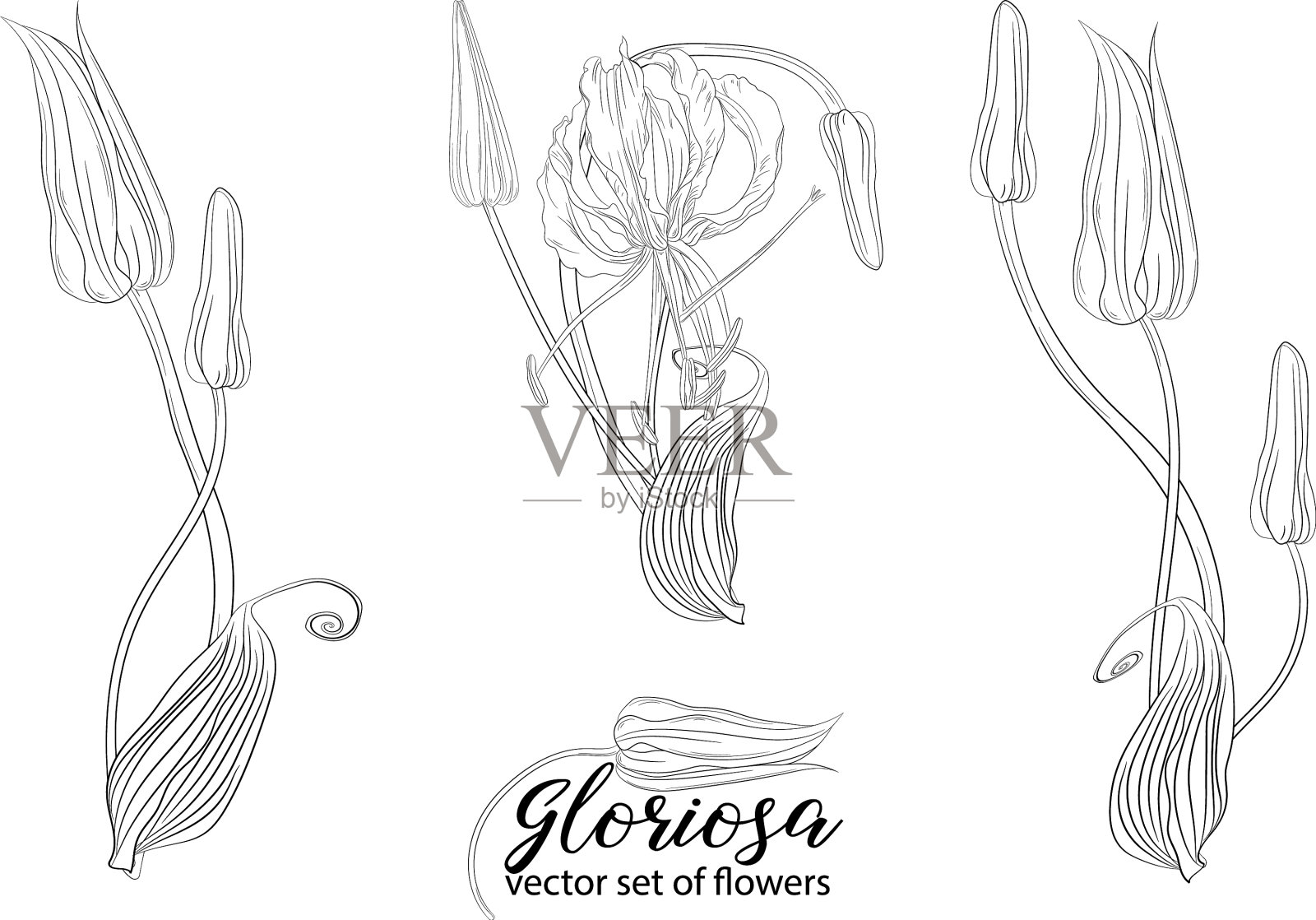 花和珠子的荣耀插画图片素材