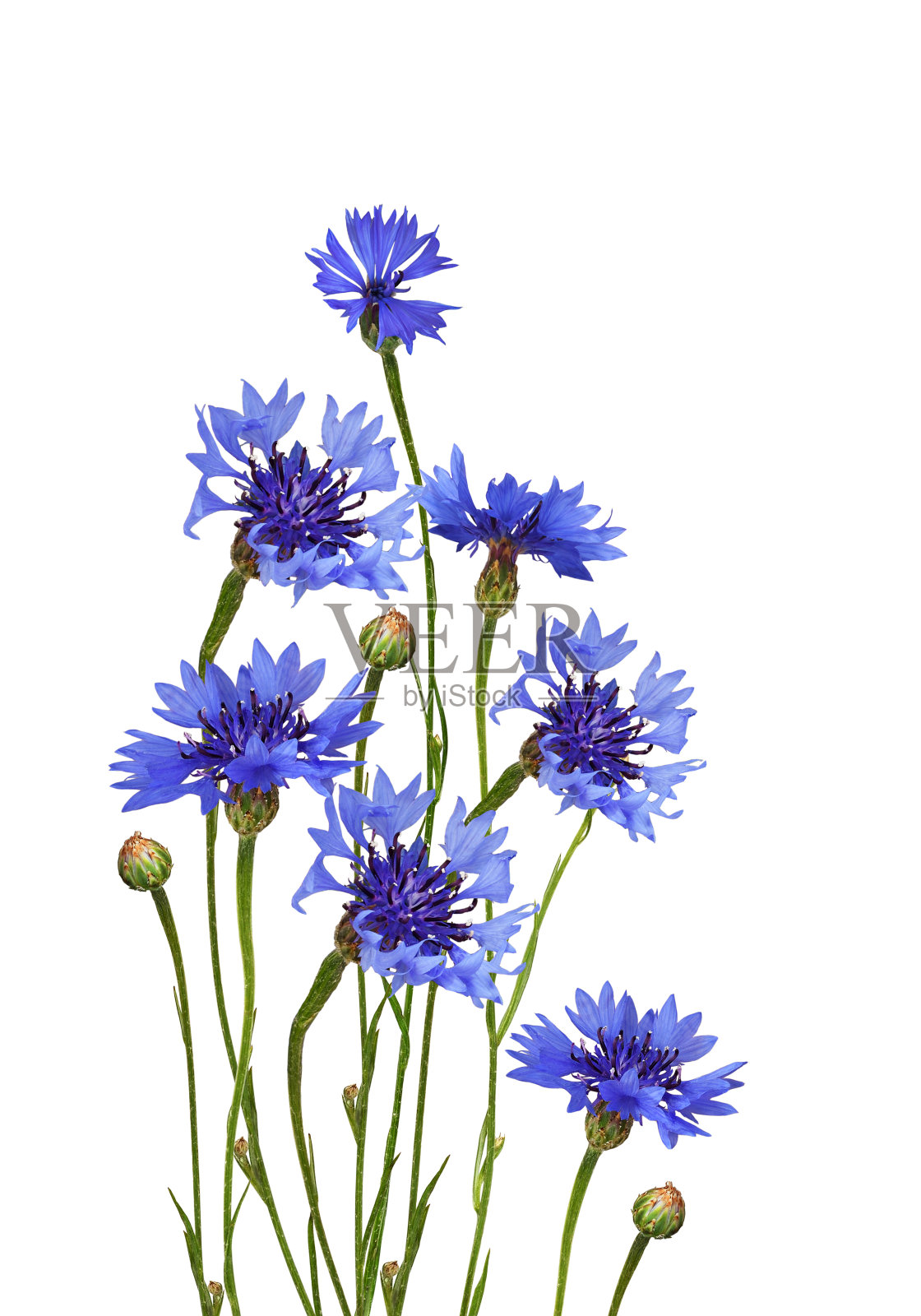 矢车菊的花和花蕾照片摄影图片