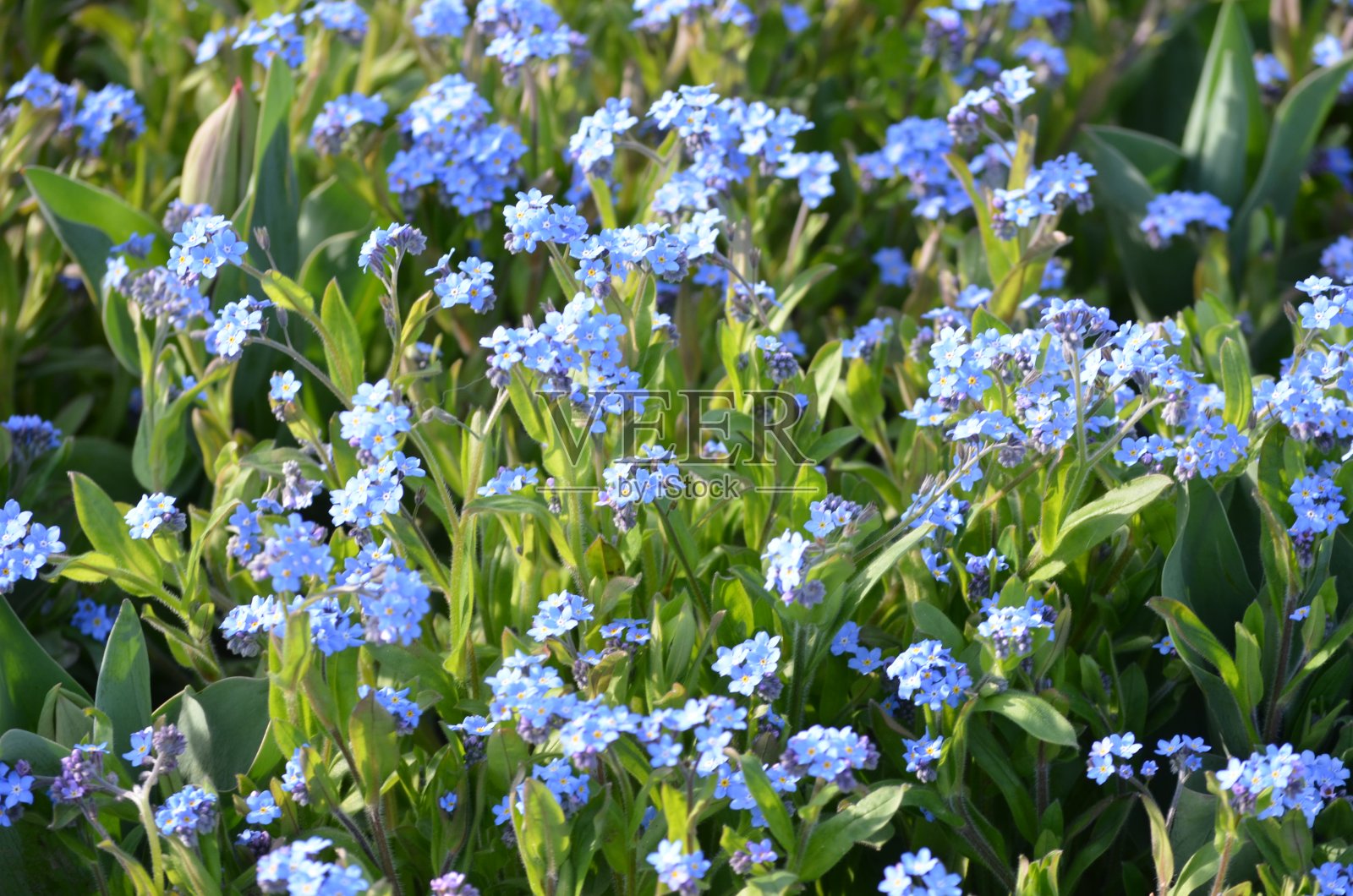 一群群的小蓝勿忘我还是天蝎草、天蝎花，在一个阳光明媚的春日，美丽的户外花的背景照片摄影图片